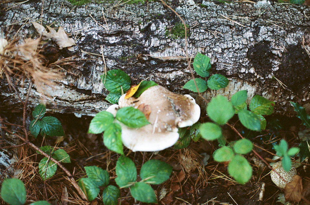 Fungi, leaves and a fallen tree: details of the forest floor · illustrative photograph
