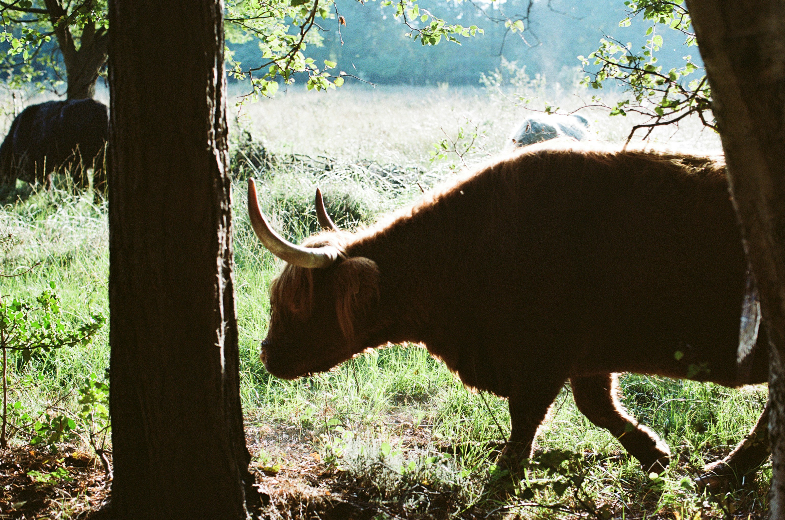 Highland cow walks through a sunlit grassy field.