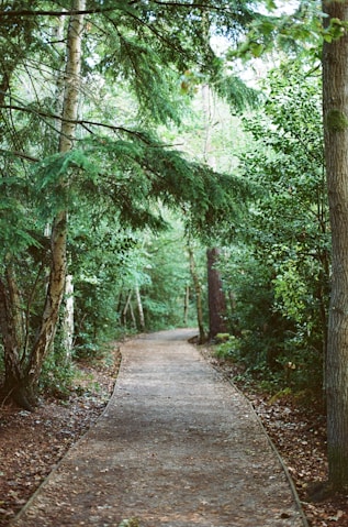 A winding path through a lush green forest.