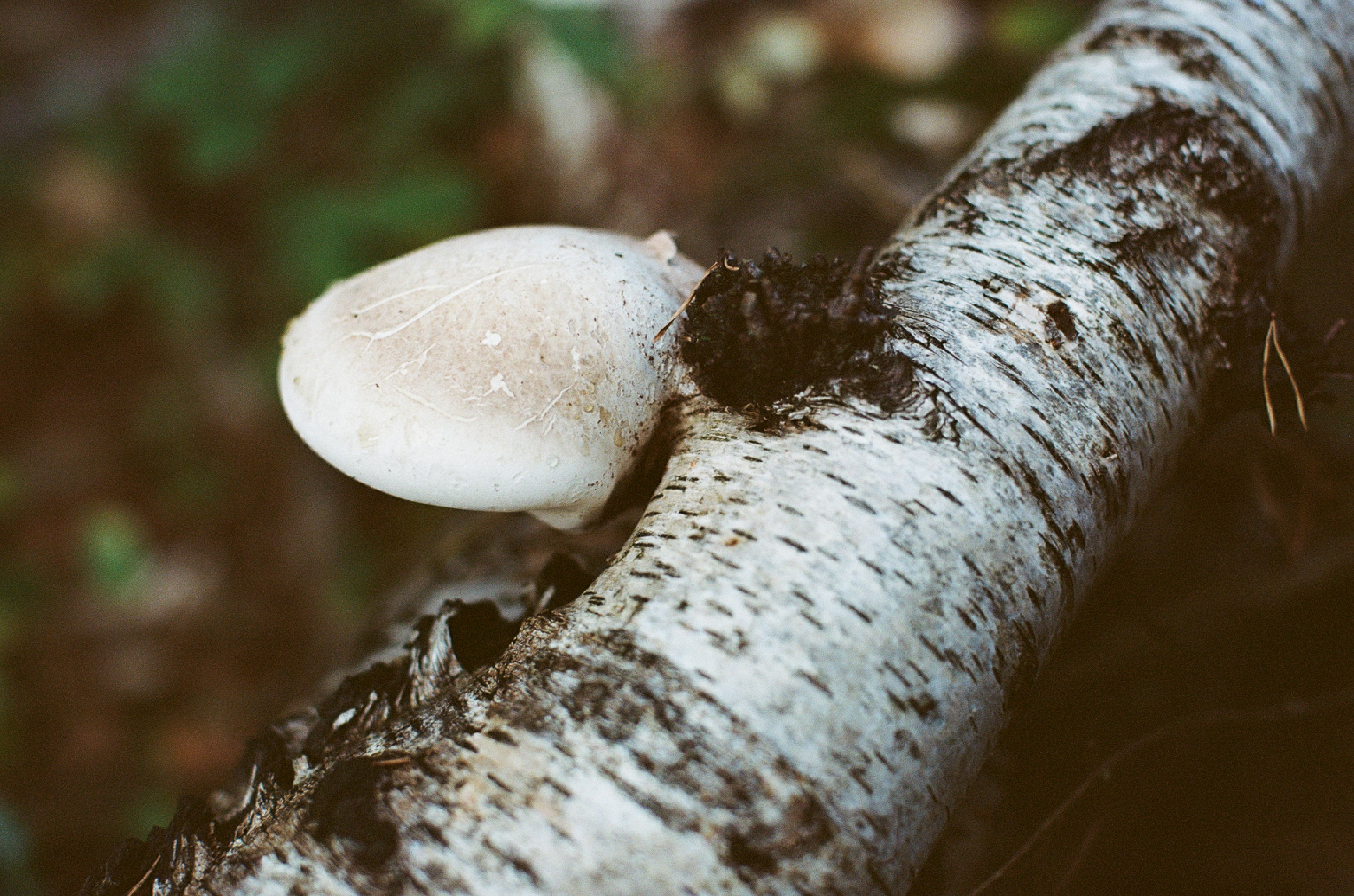 Photo by tanyabarrow