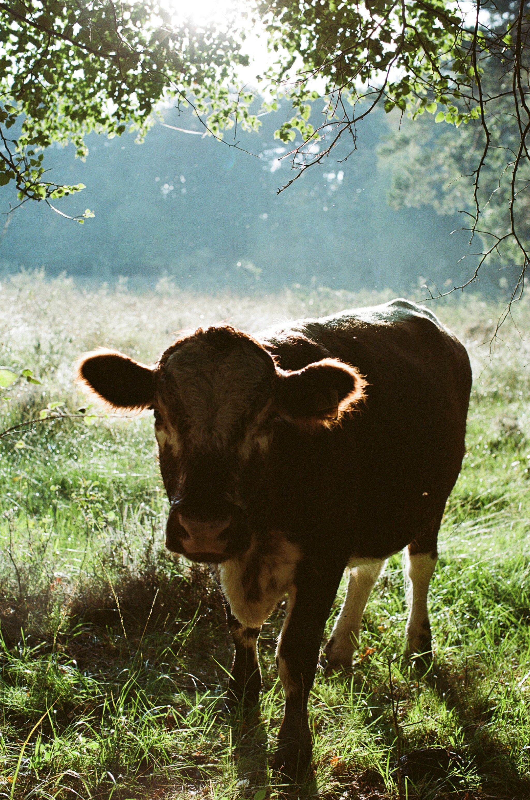 Photo by tanyabarrow