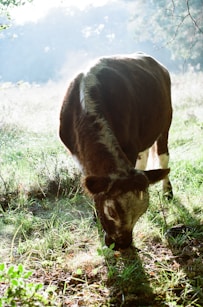 A brown and white cow grazing in a grassy field.