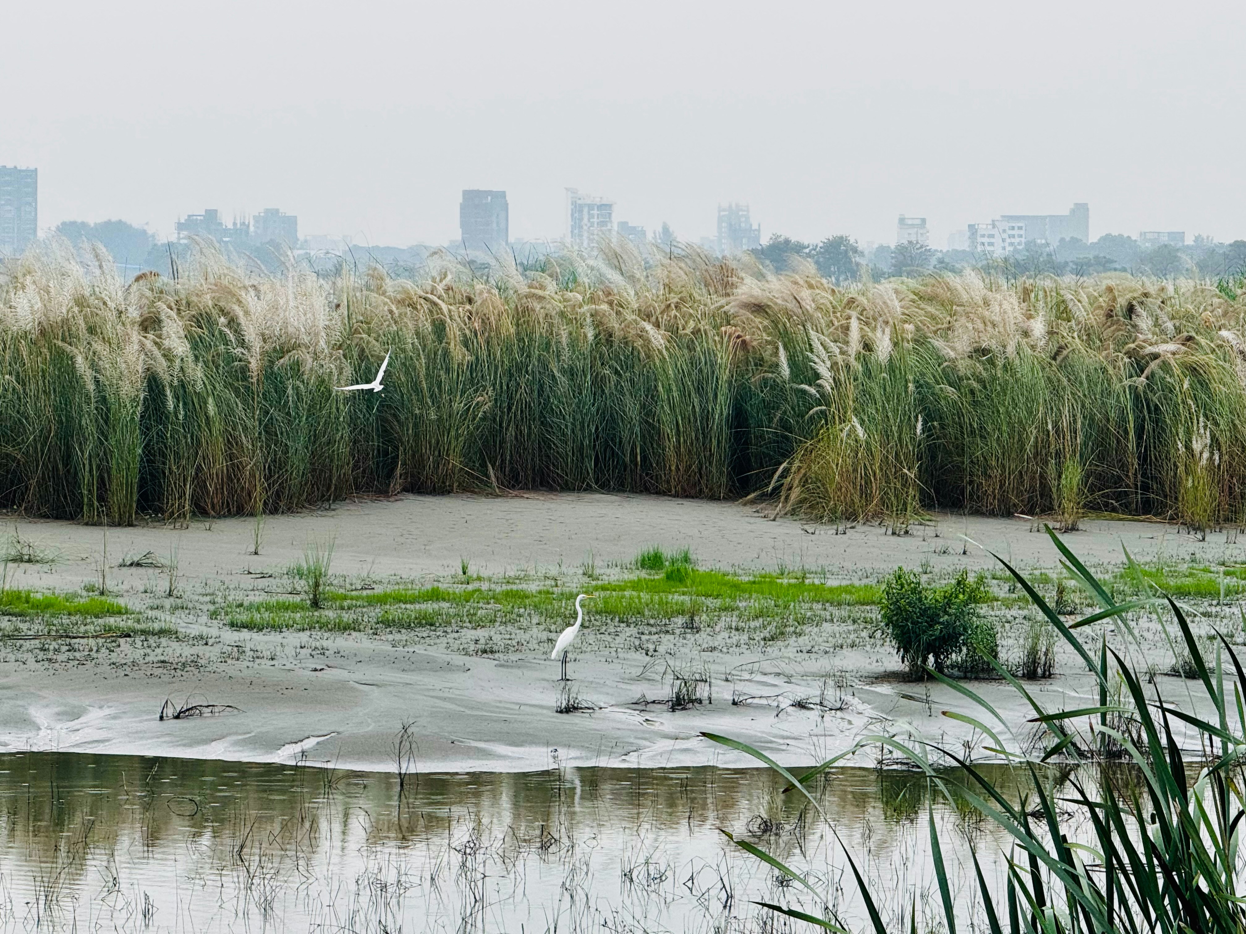 Egrets wading in a marsh with tall grasses and cityscape.
