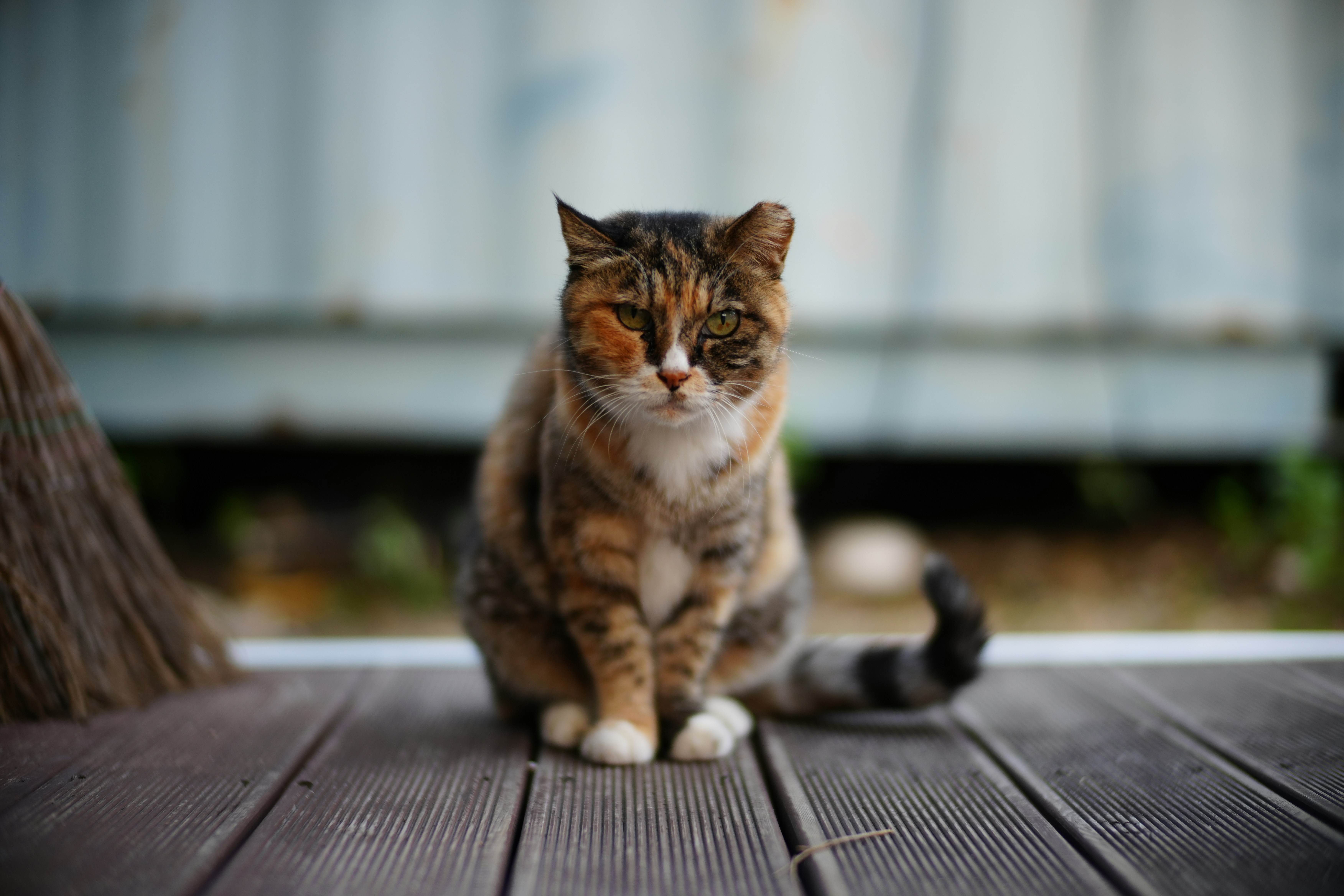 A calico cat sits on a wooden deck.
