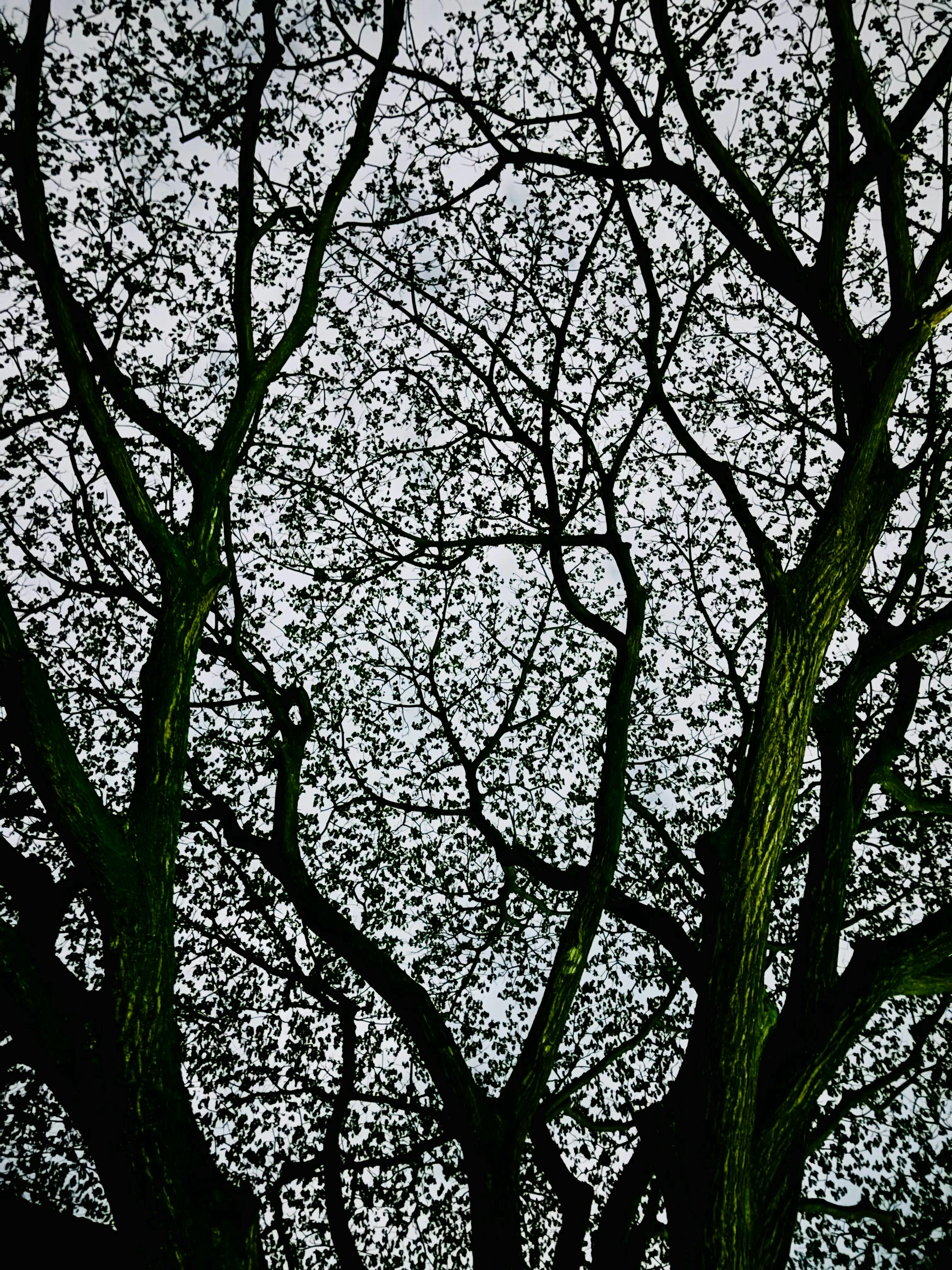 Ramas silueteadas de un árbol contra un cielo nublado.