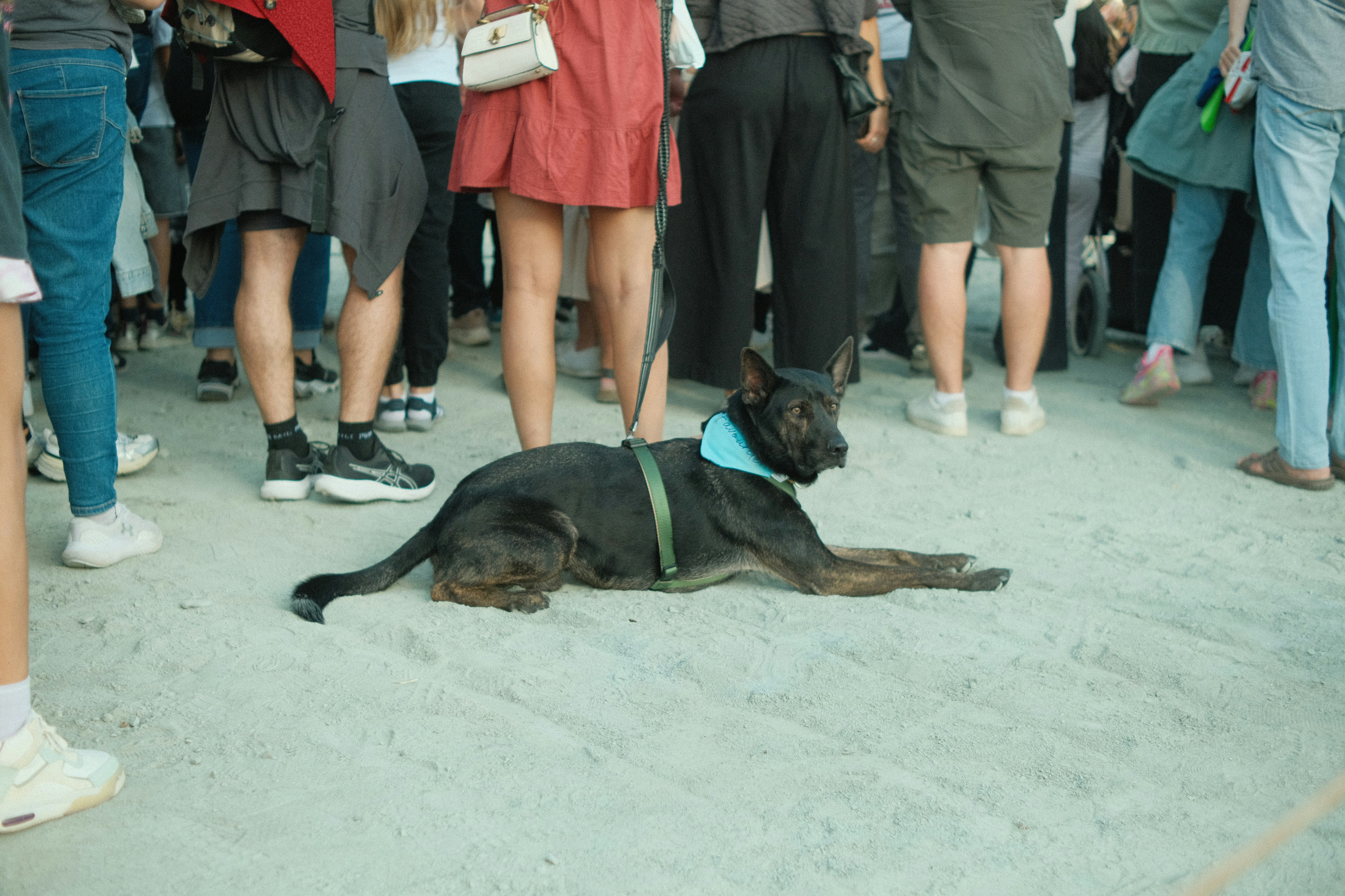 service dog in public