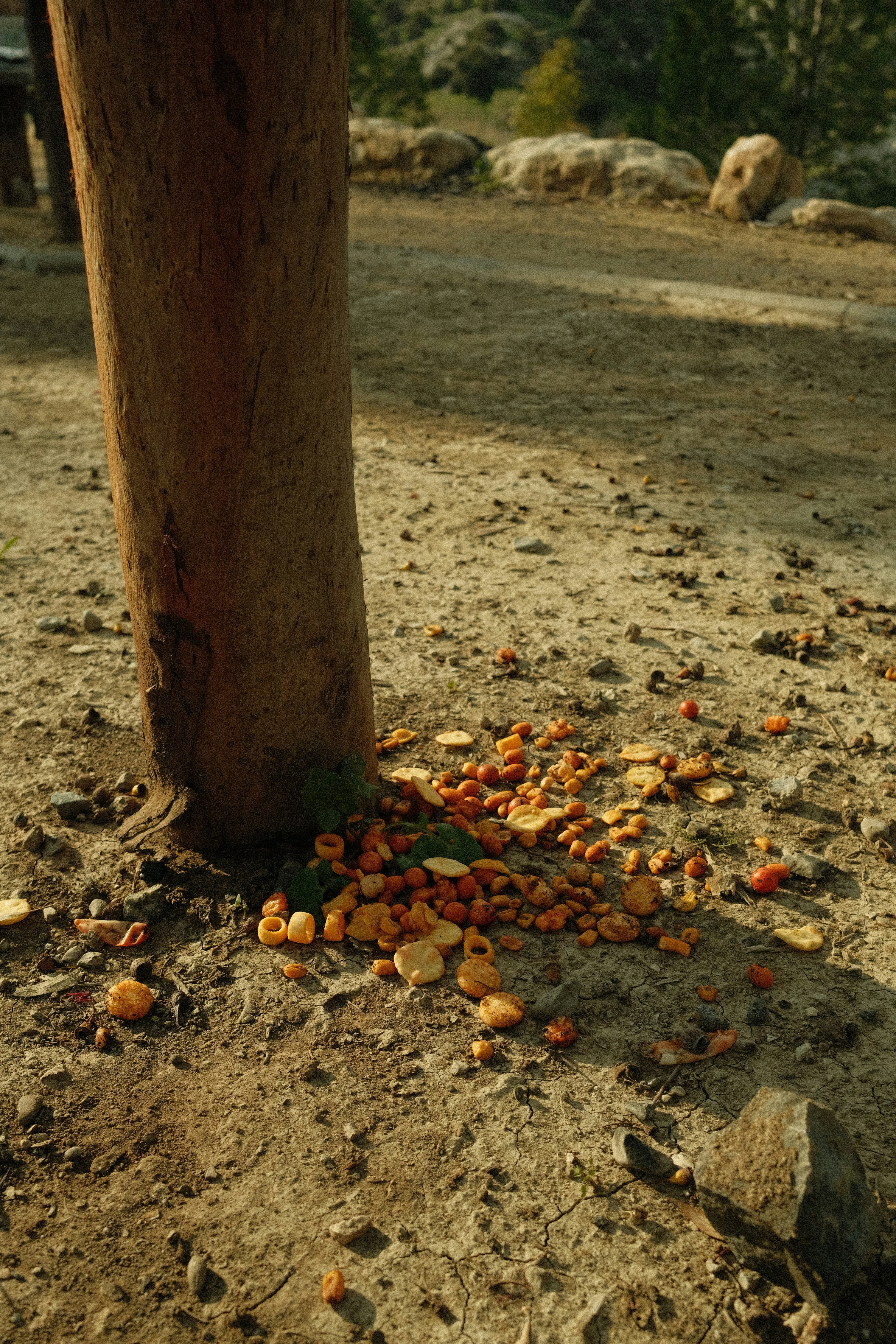 Nuts and seeds spilled at base of tree