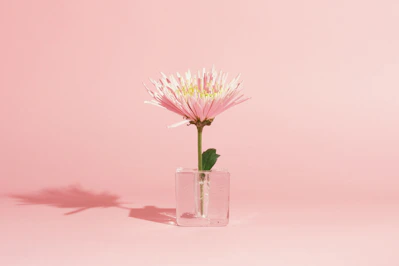 A single pink chrysanthemum in a glass vase.