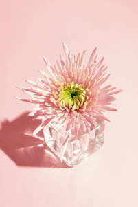 Pink chrysanthemum on ice cube against pink background