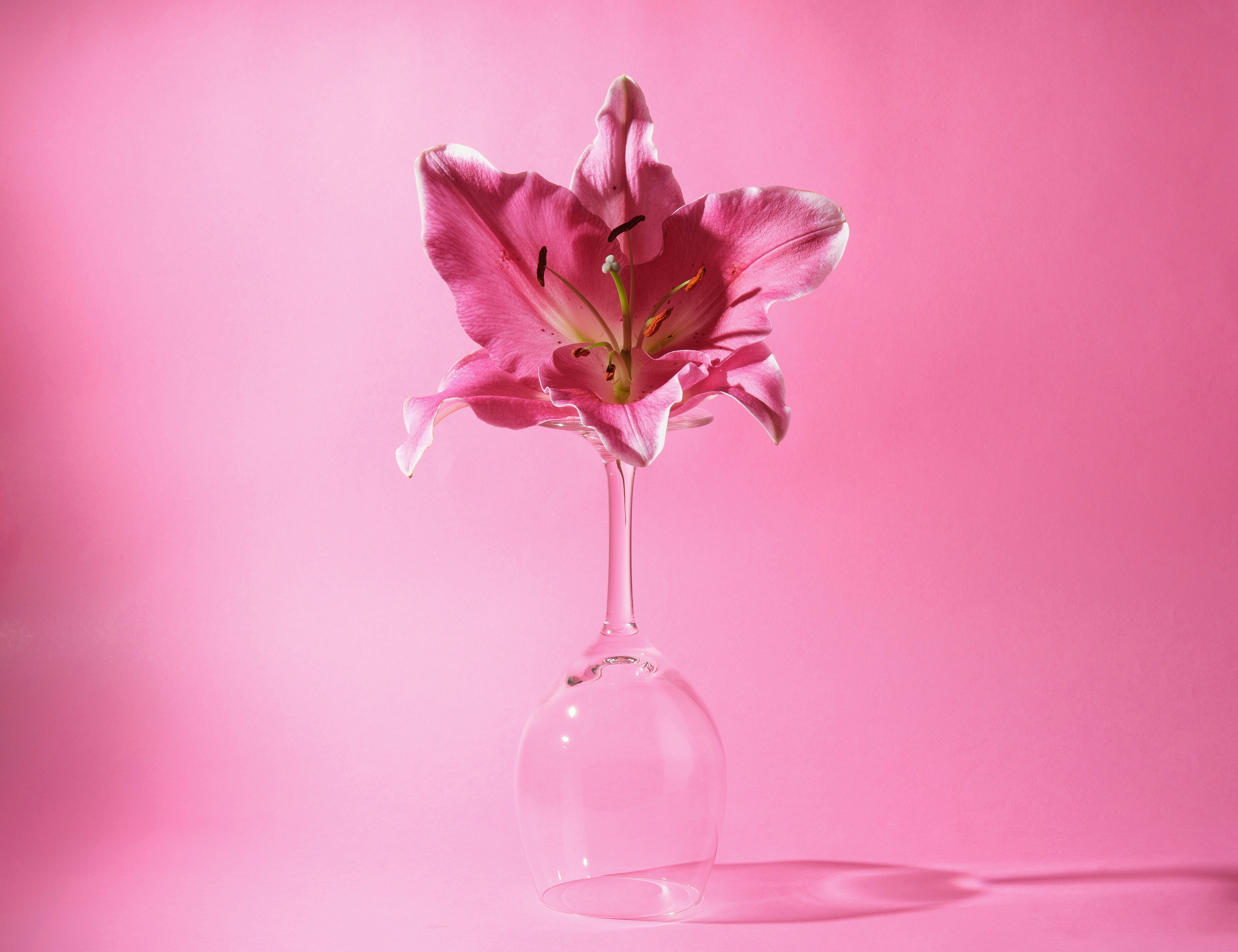 Pink lily in wine glass