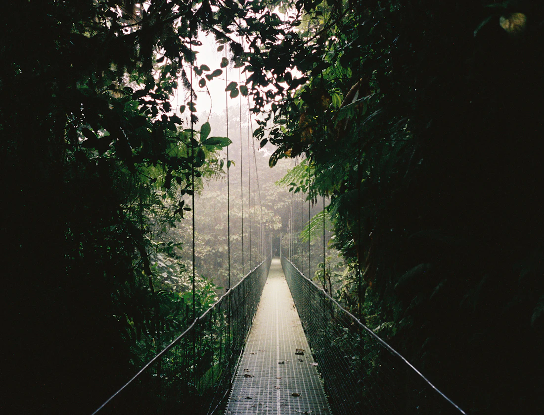 Suspension bridge through the rainforest canopy