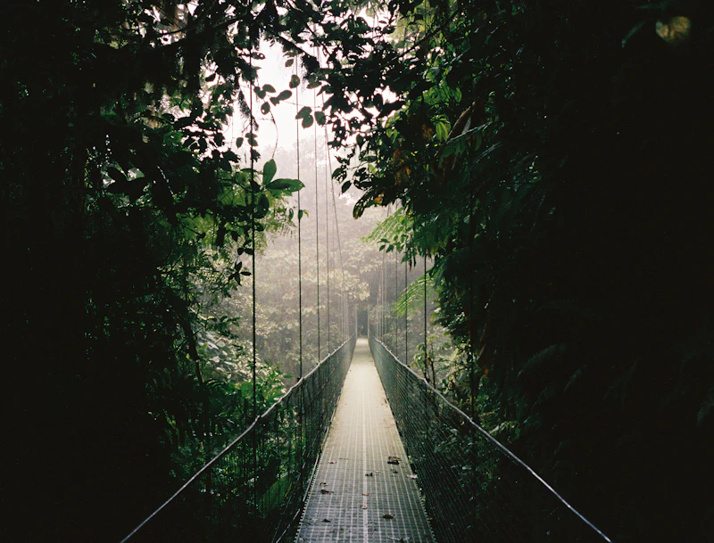 Misty suspension bridge through the rainforest canopy