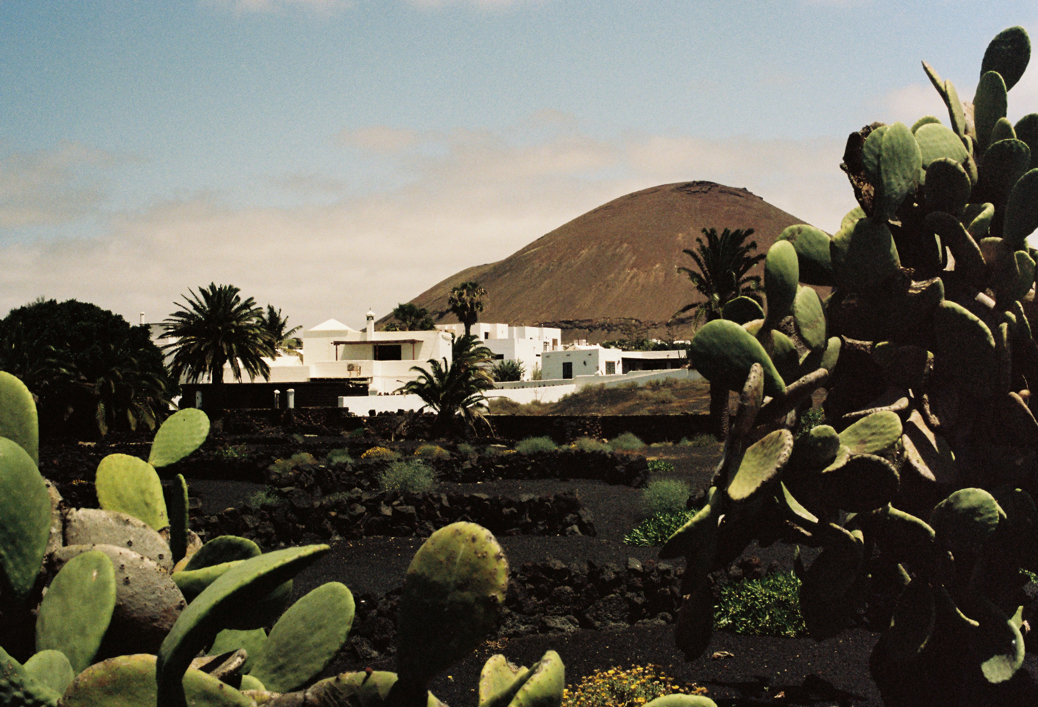 Cactus plants in front of white buildings and volcano.