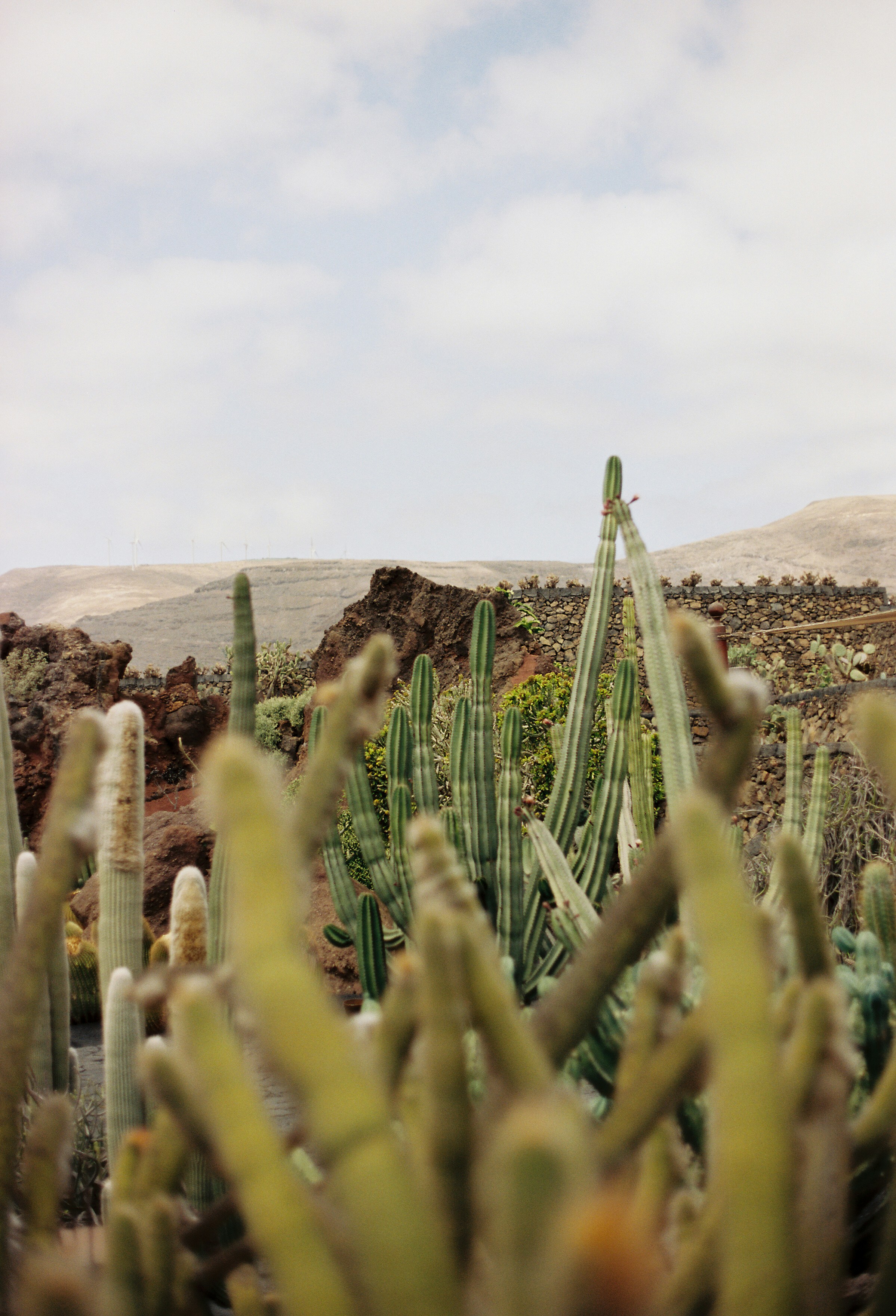 Tall cacti and rocky landscape under a cloudy sky