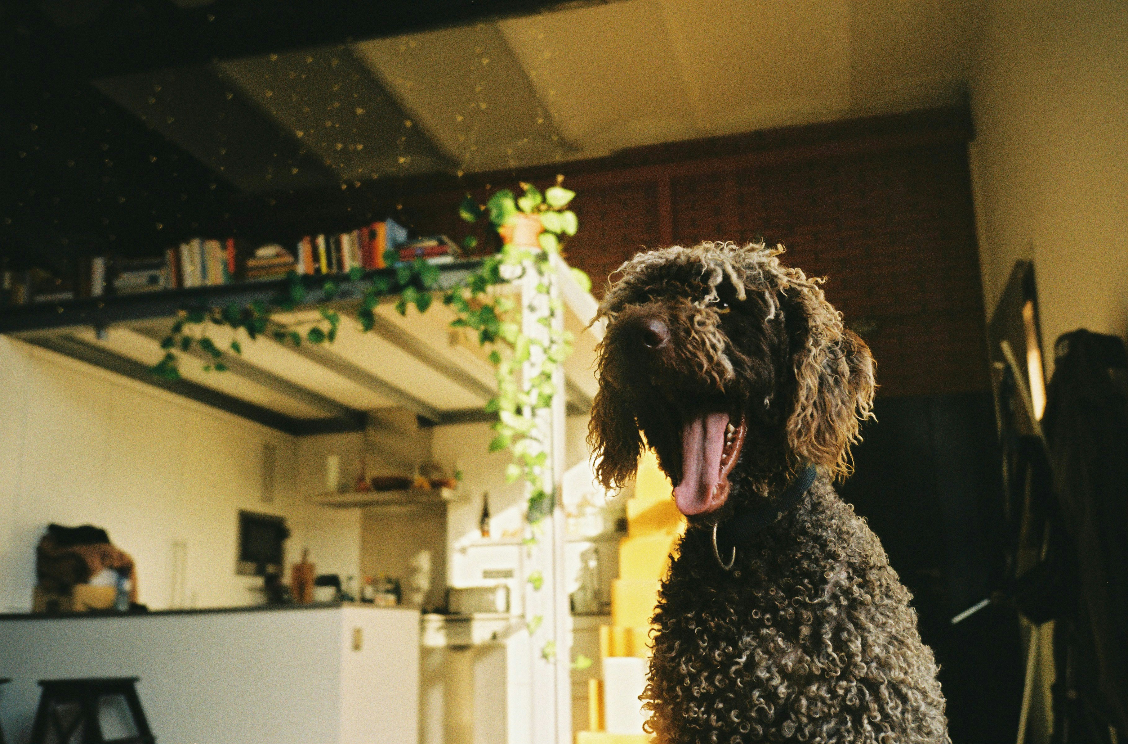 A shaggy brown dog yawns in a sunlit room.