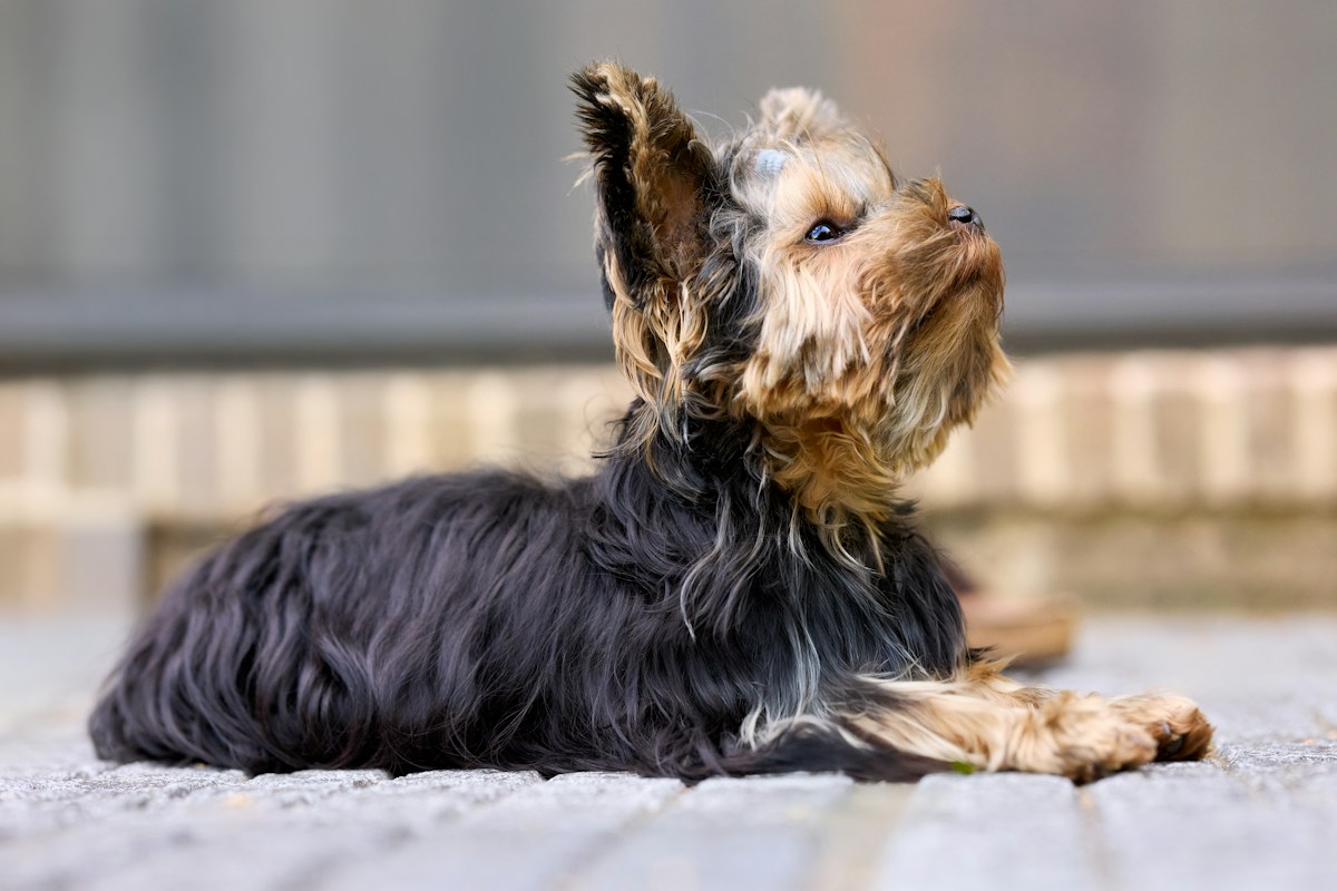 Filhote de Yorkshire Terrier deitado olhando para cima