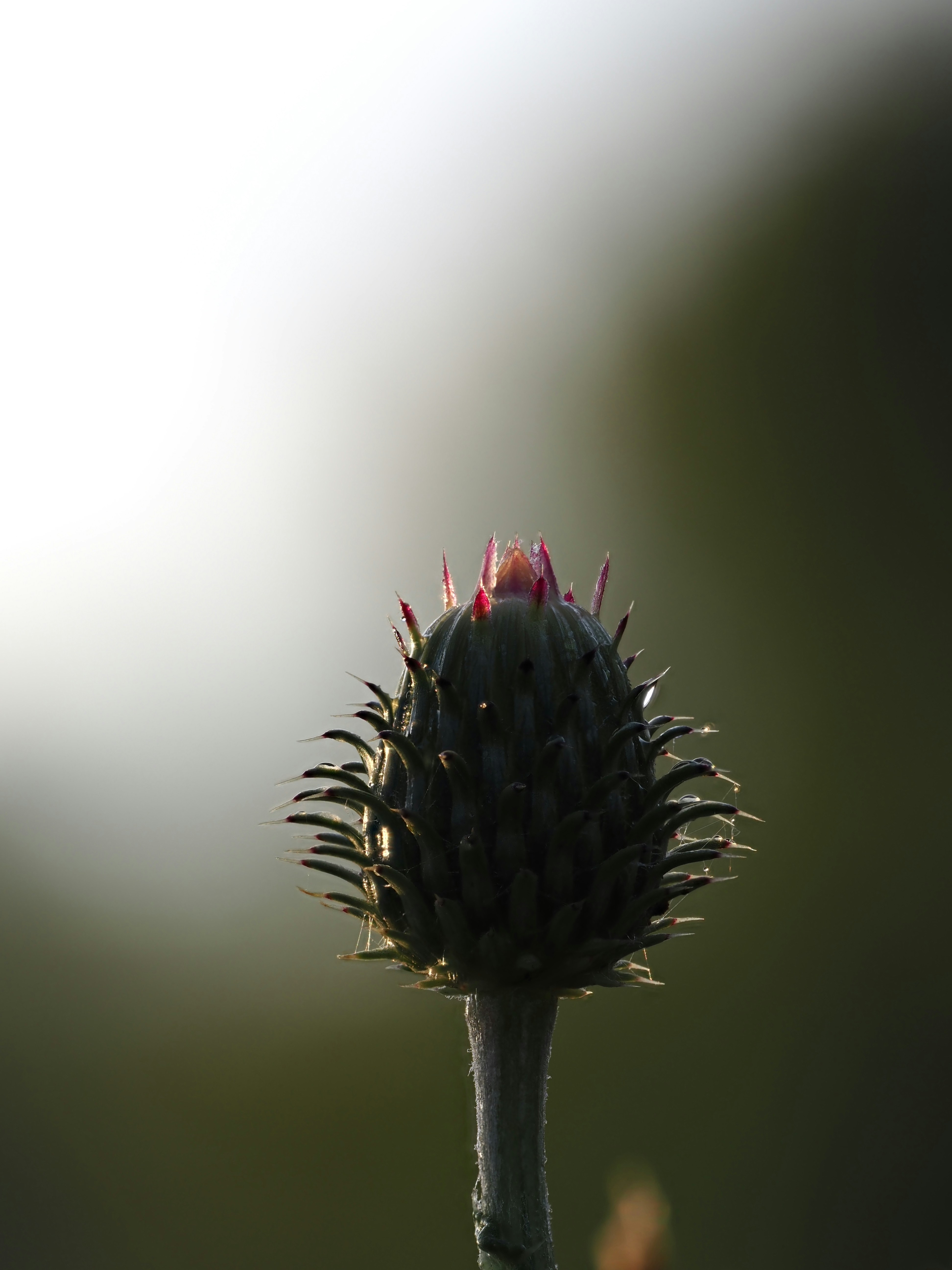 A thistle bud with pink tips against soft light.