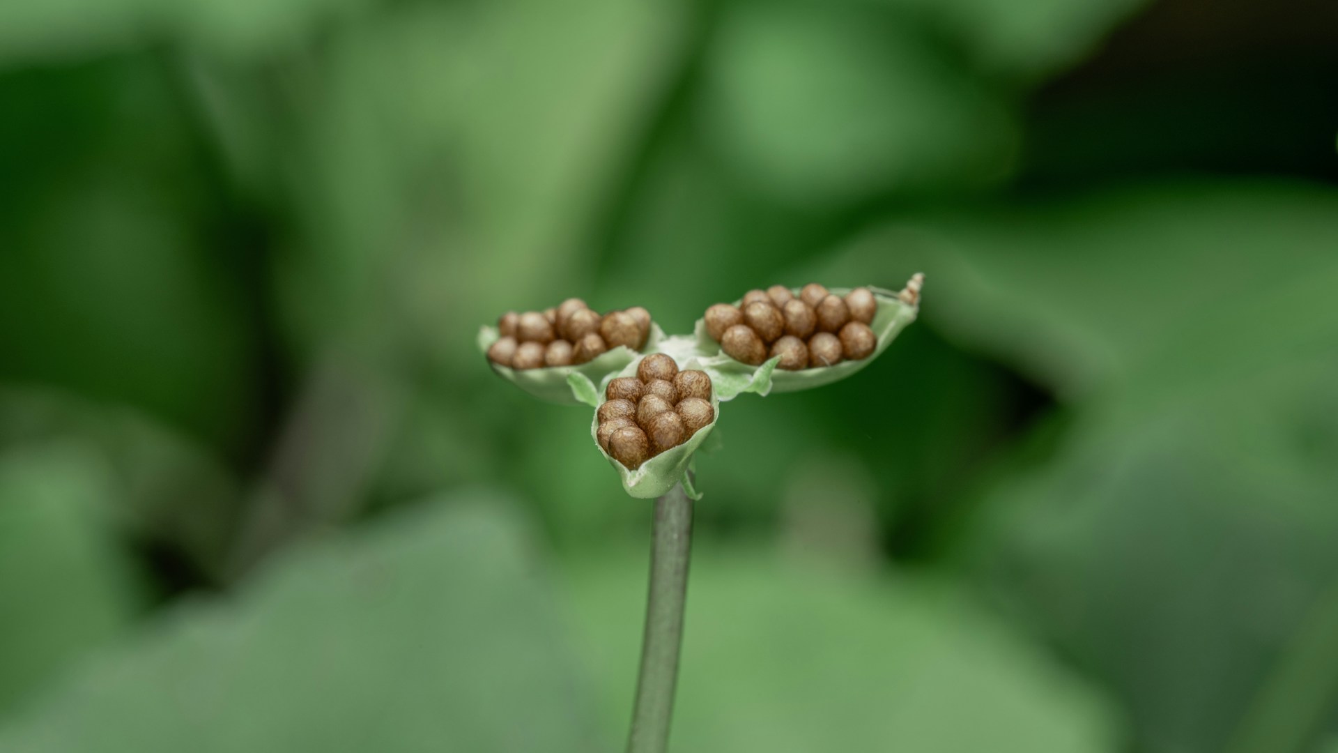 Close-up of a seed pod with three sections