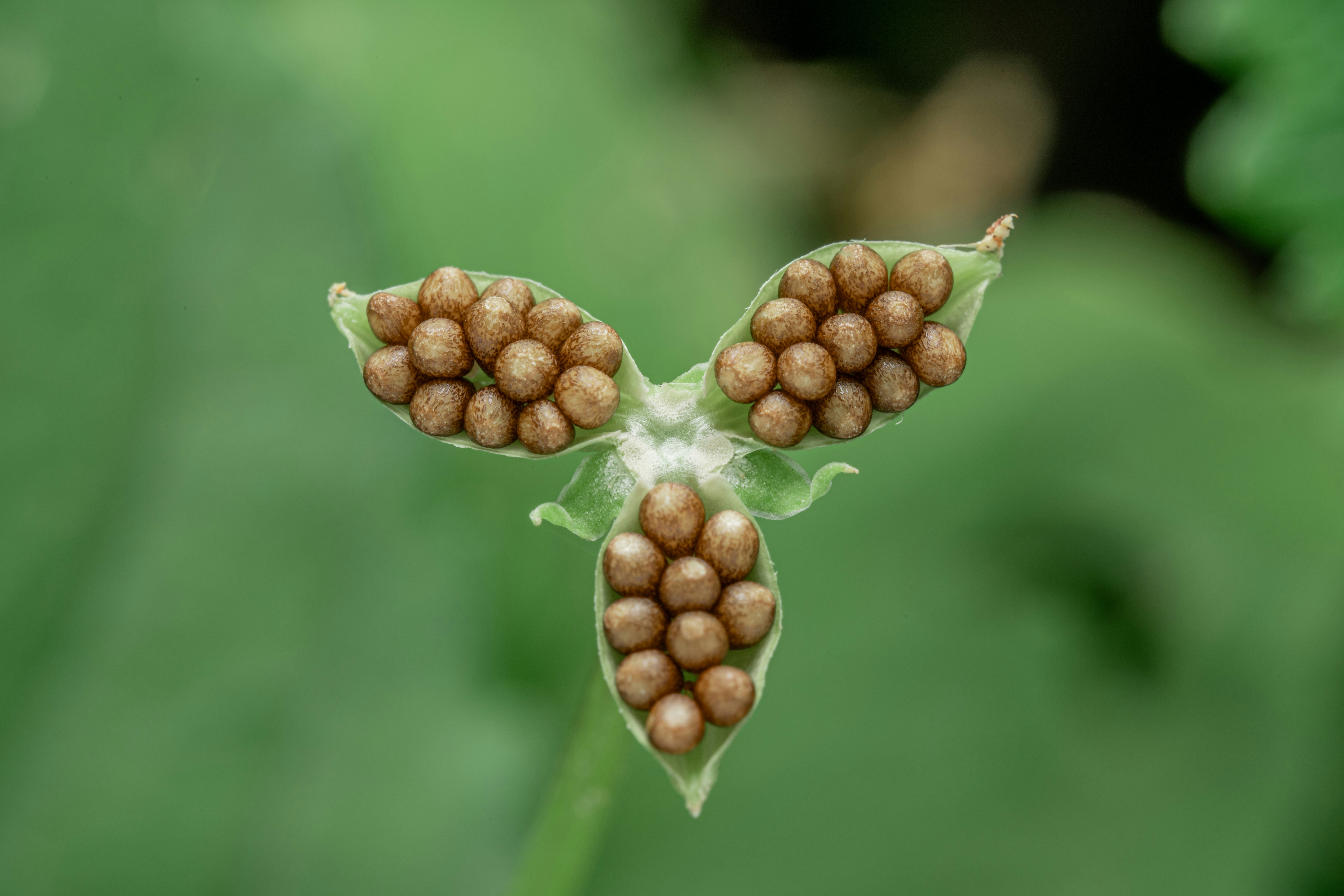 Nahaufnahme einer Samenkapsel mit vielen kleinen Samen.