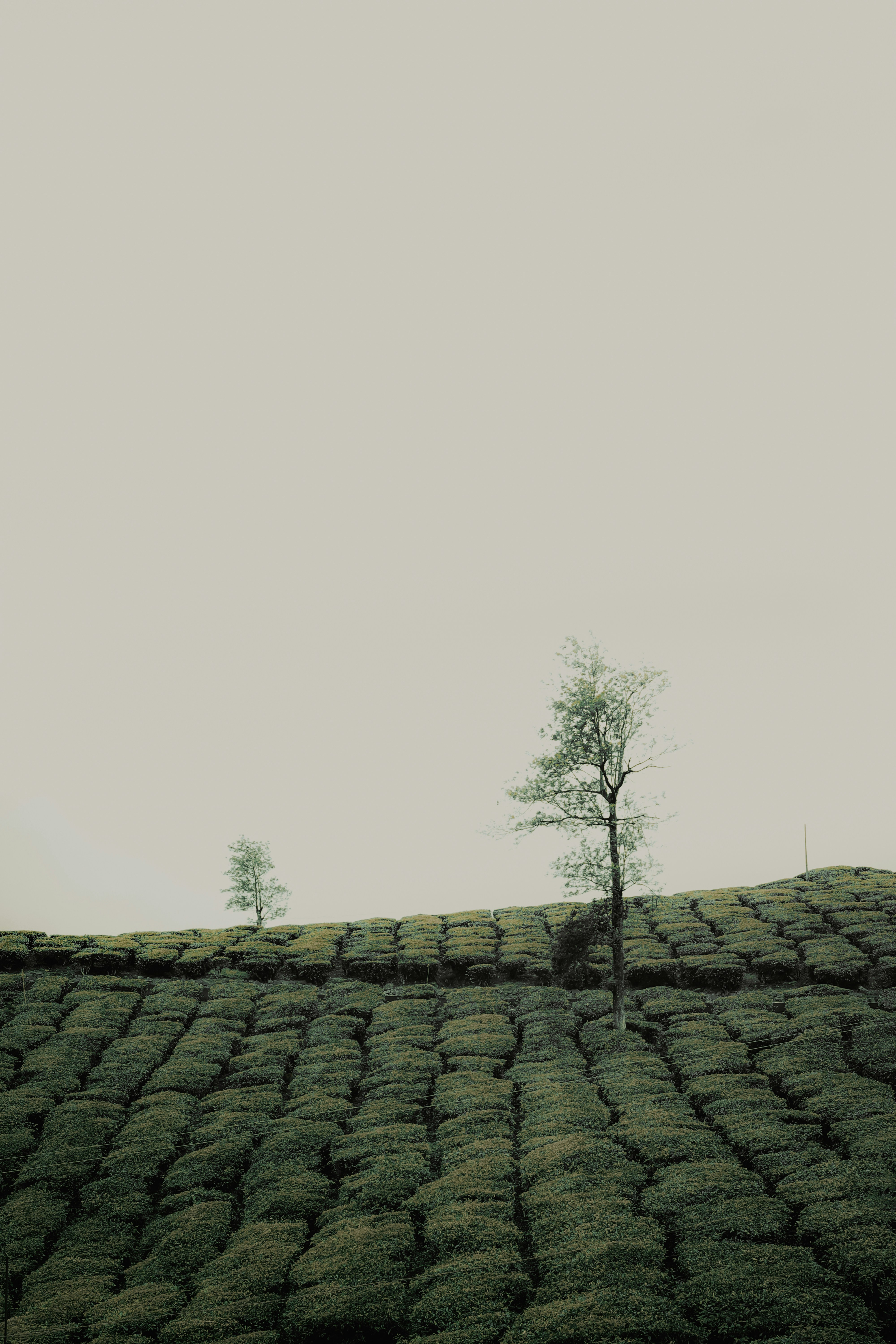 Rows of tea plants on a hillside with trees.