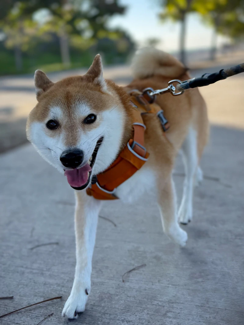 Best Dog Harnesses and Leashes: How to Choose a Dog Harness, No-Pull Harness, and the Best Dog Leash for Safer Walks