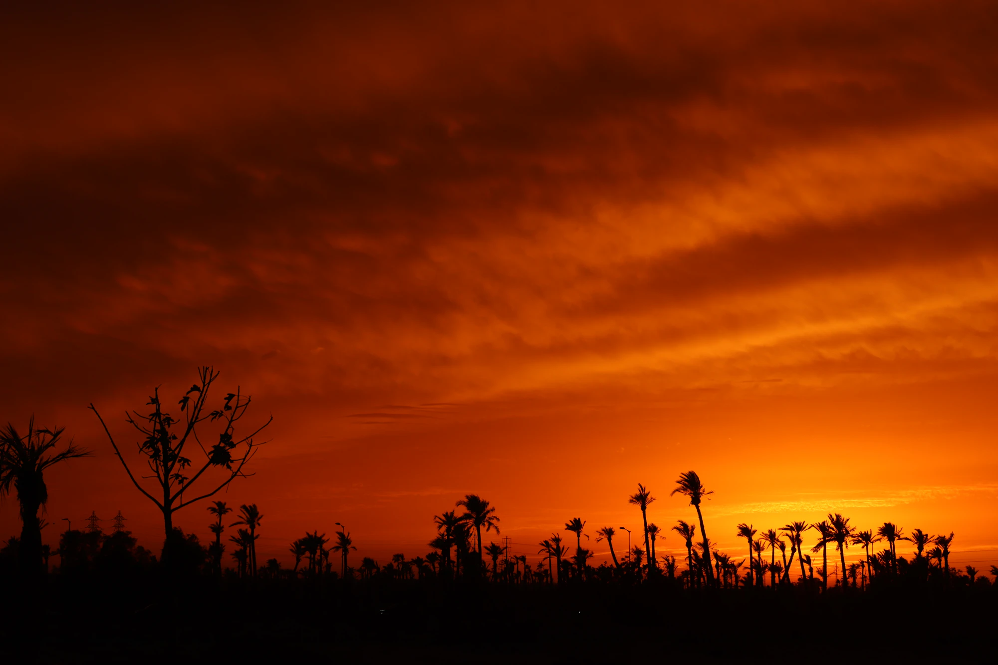 Silhouettes de palmiers dans la Palmeraie de Marrakech au crépuscule, lumière dorée et ombres longues