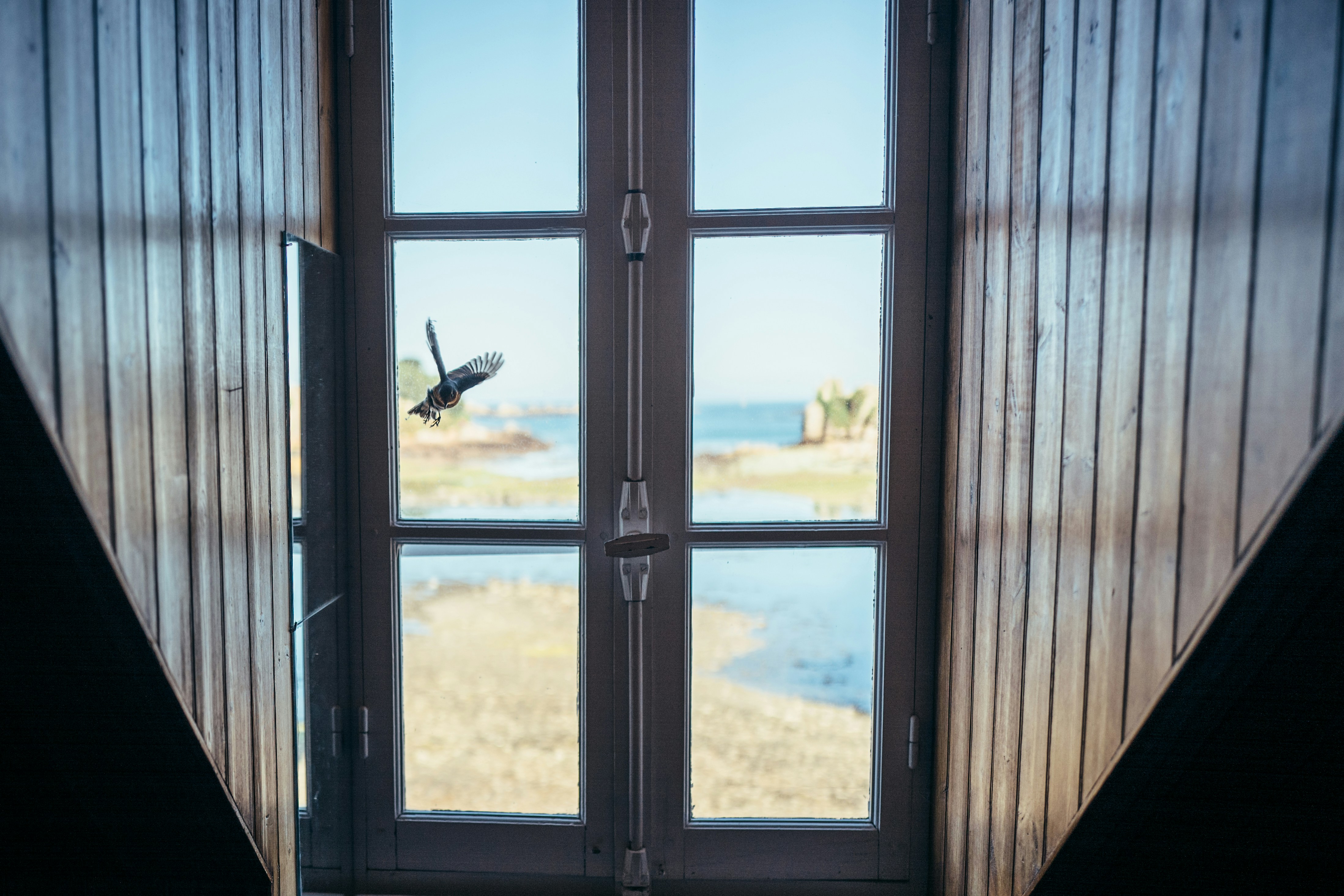 Bird flying past a window overlooking water
