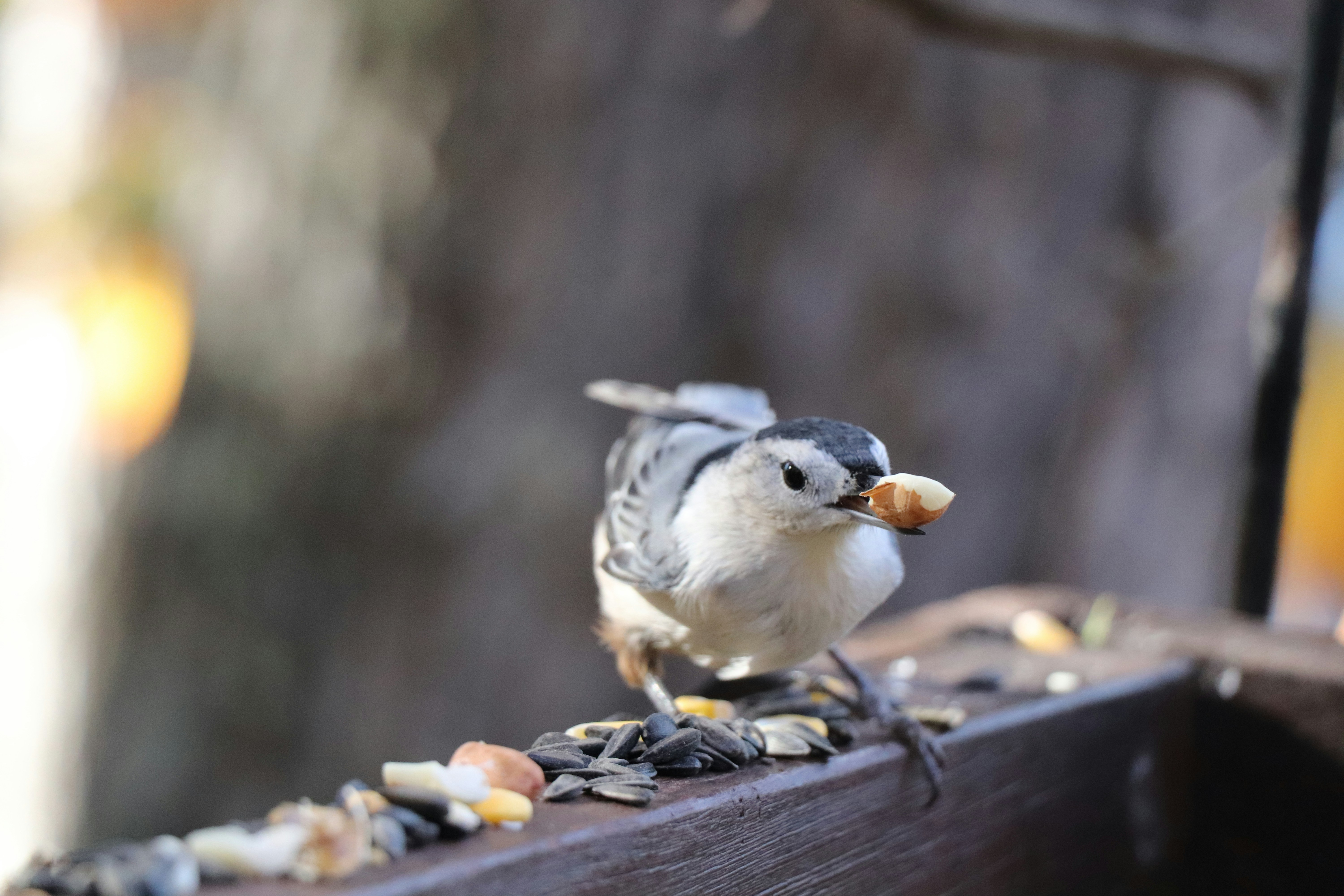 Best Seed Mix for Small Birds: Expert Nutrition Guide
