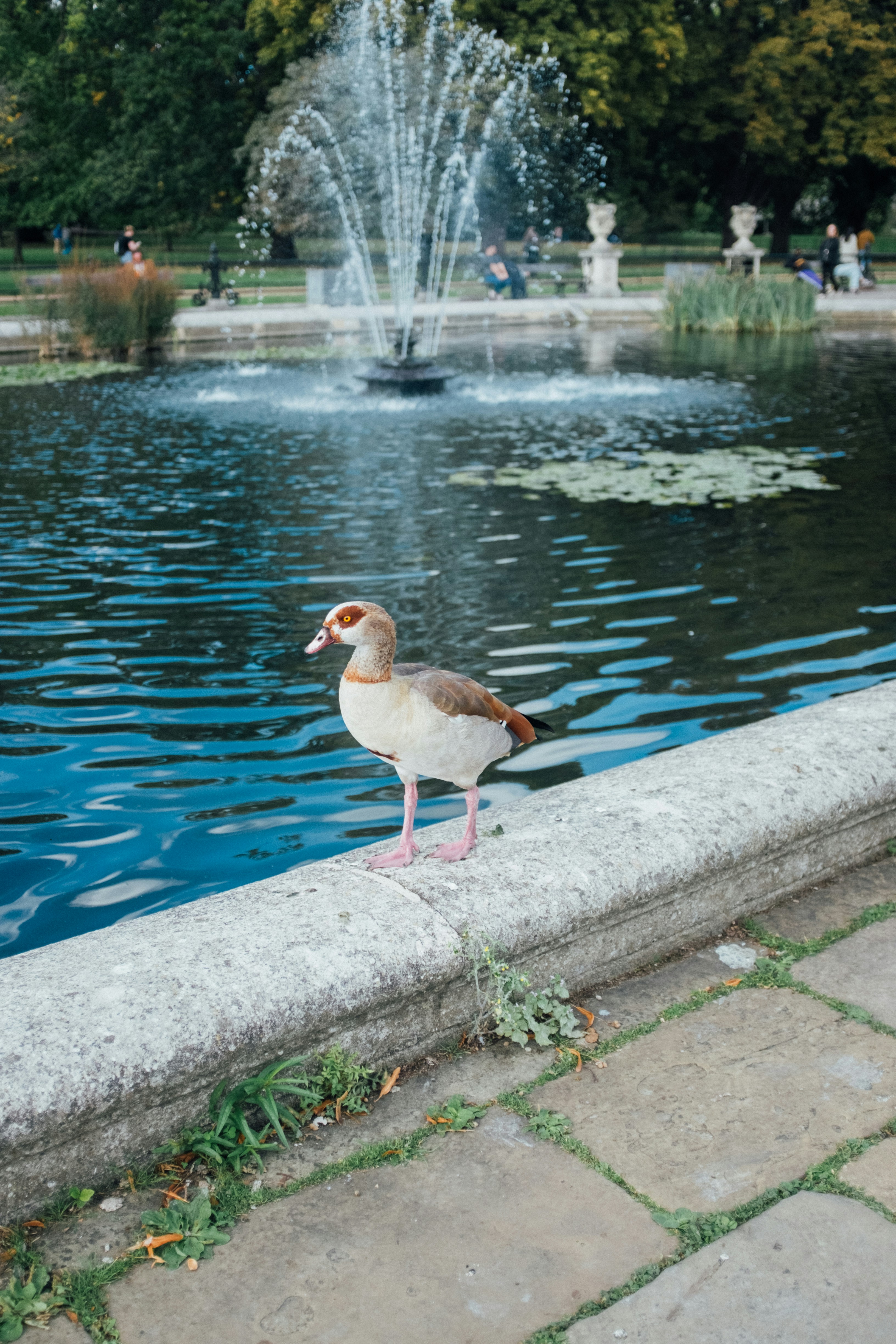A goose stands on the edge of a pond.