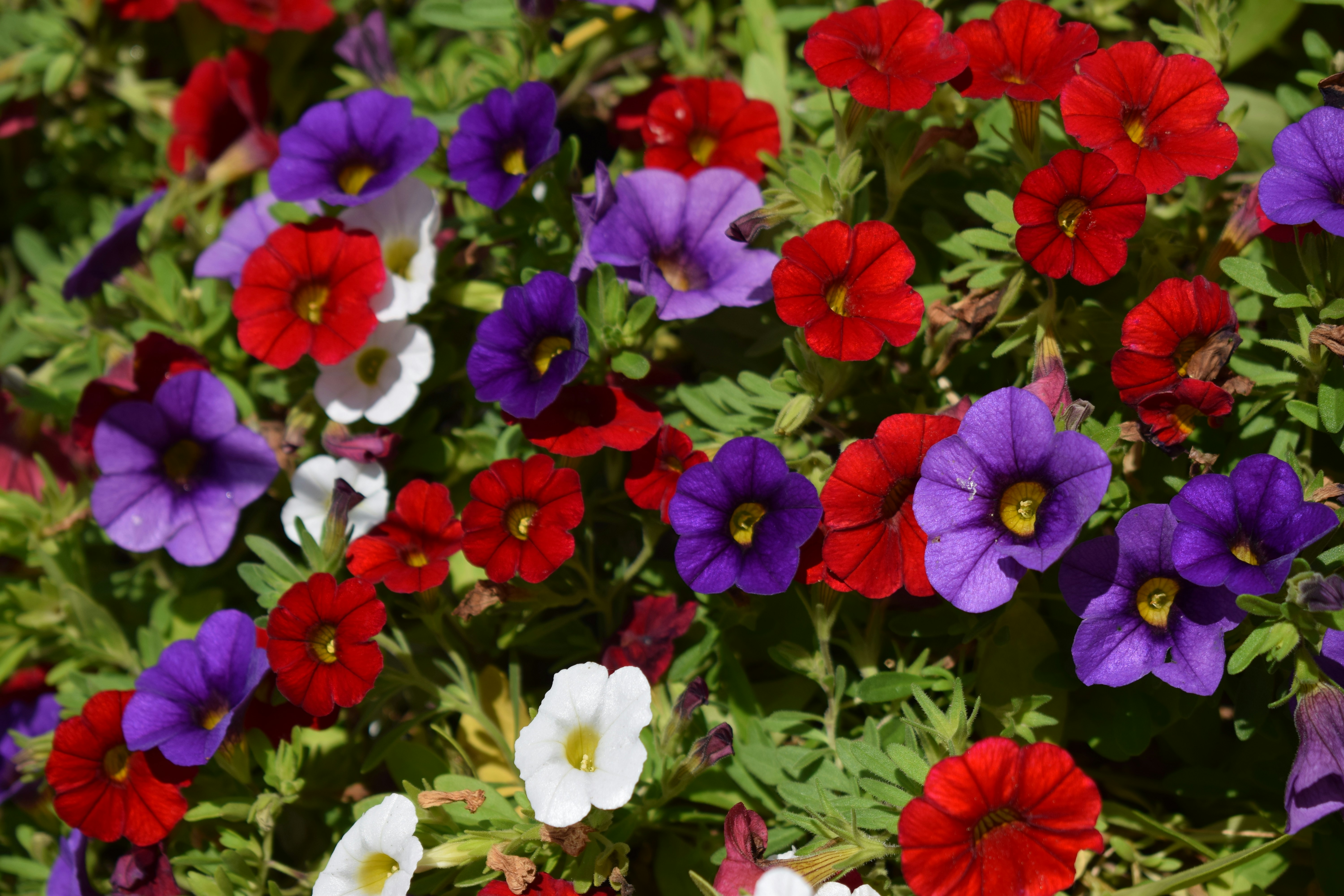 Photo by freephoto85