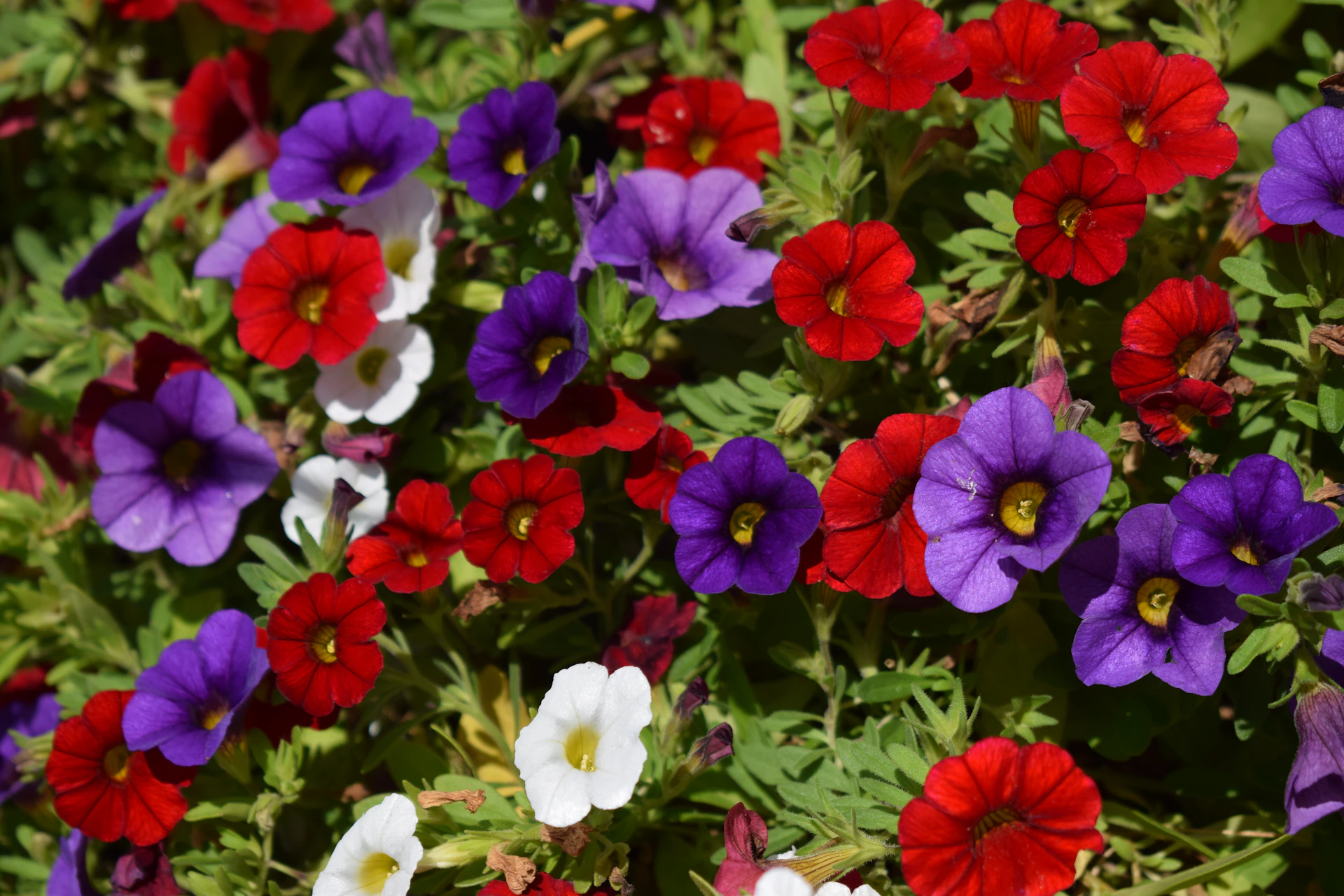 Colorful petunias bloom in a garden setting