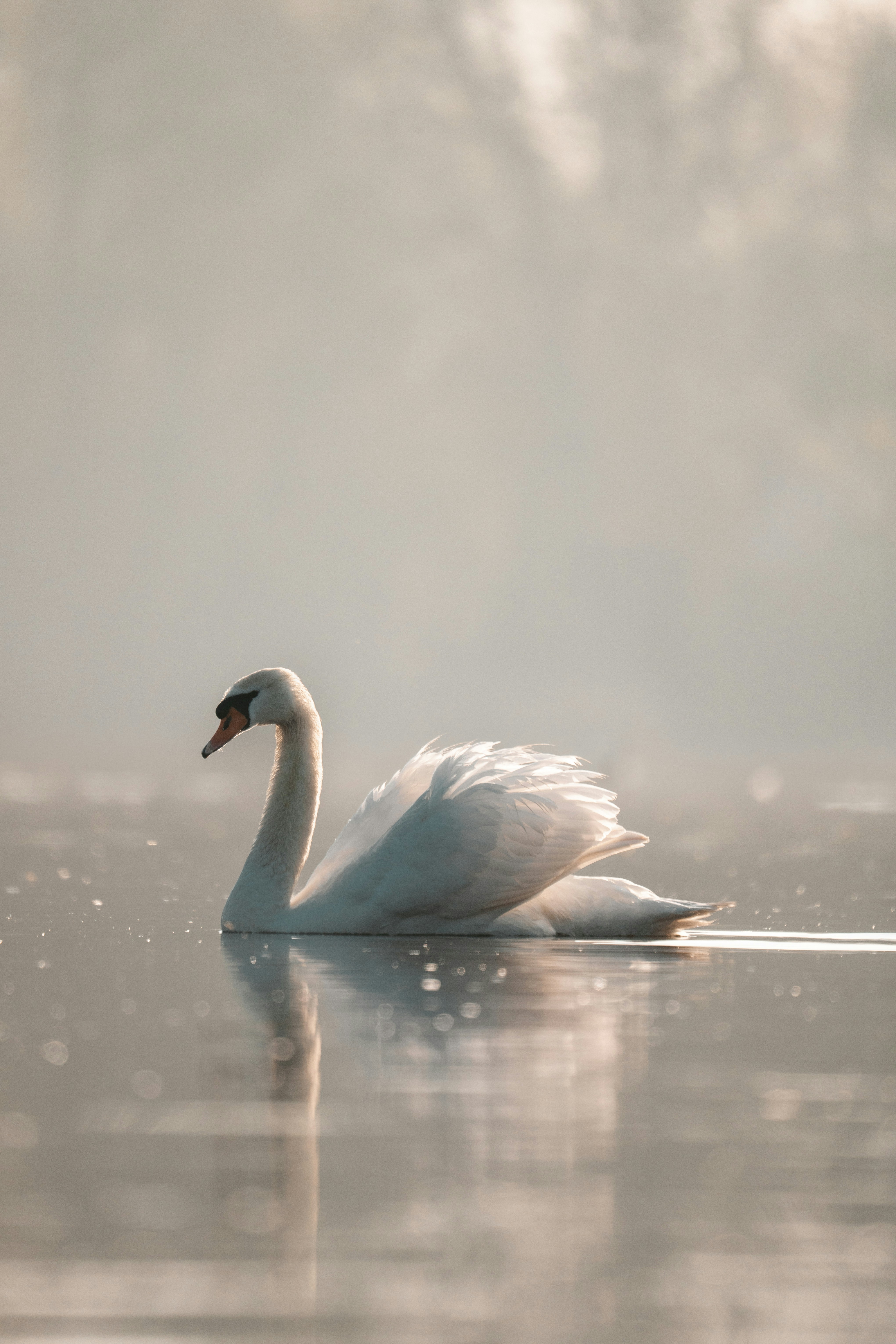 A white swan glides serenely on misty water.