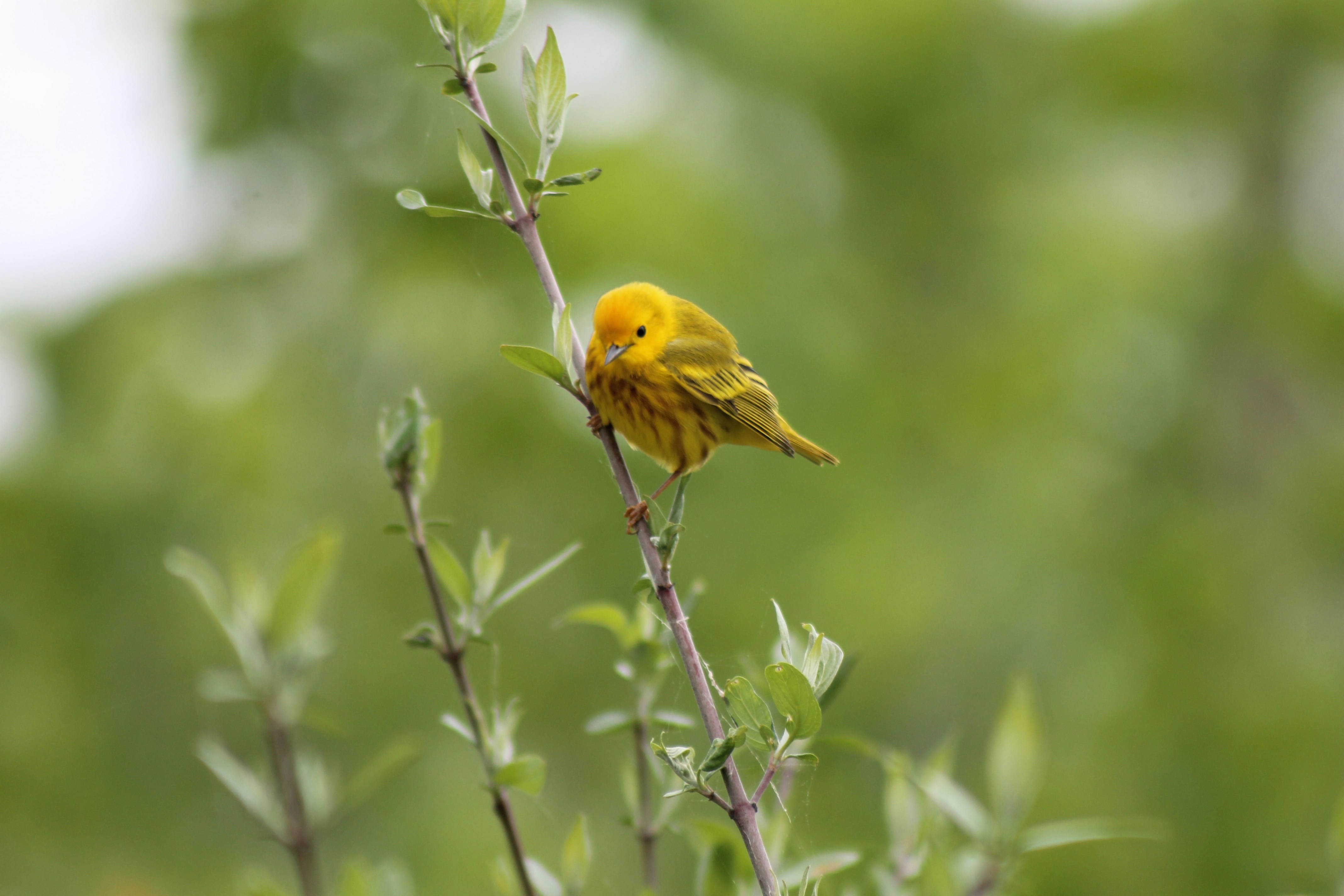 Photo by xavier_hamel