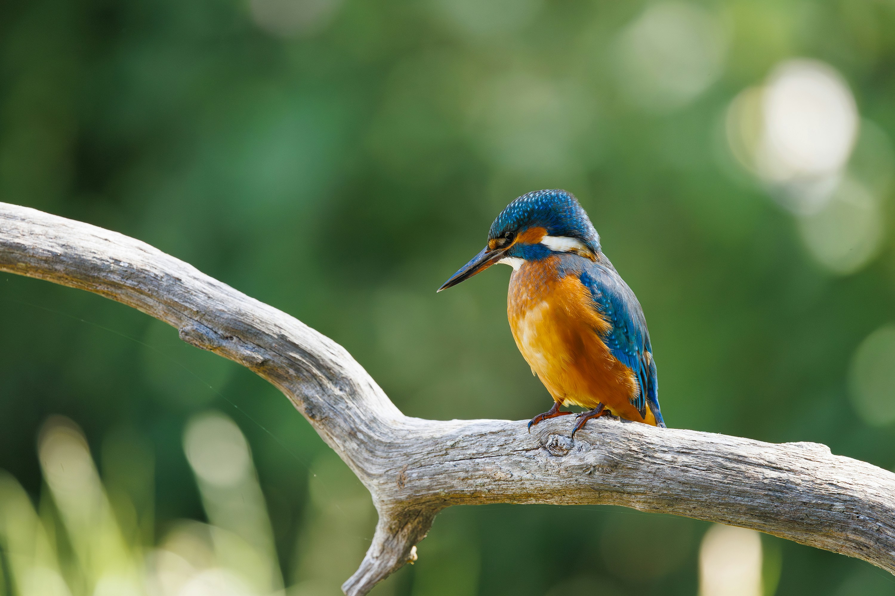 Photo by timothynblake