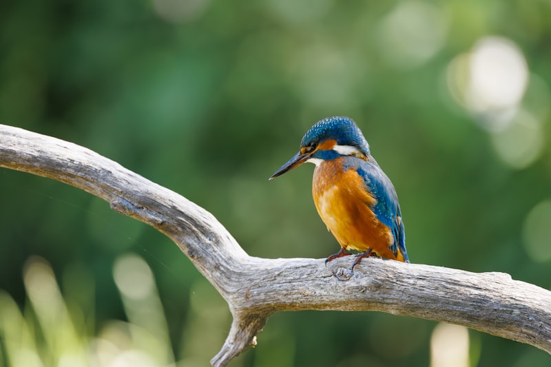 Kingfisher perched on a branch above still water