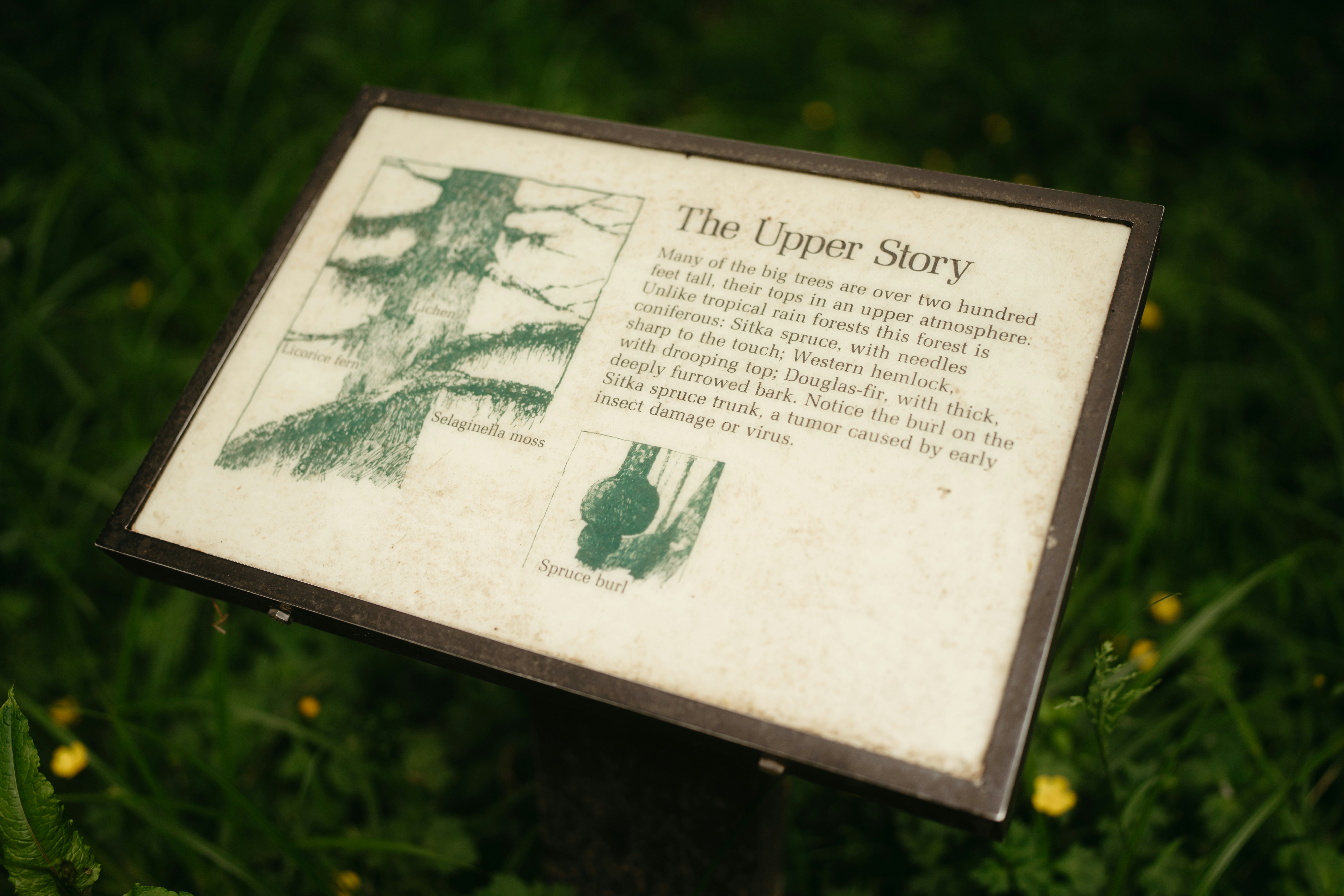 Sign explaining the upper story of a forest.
