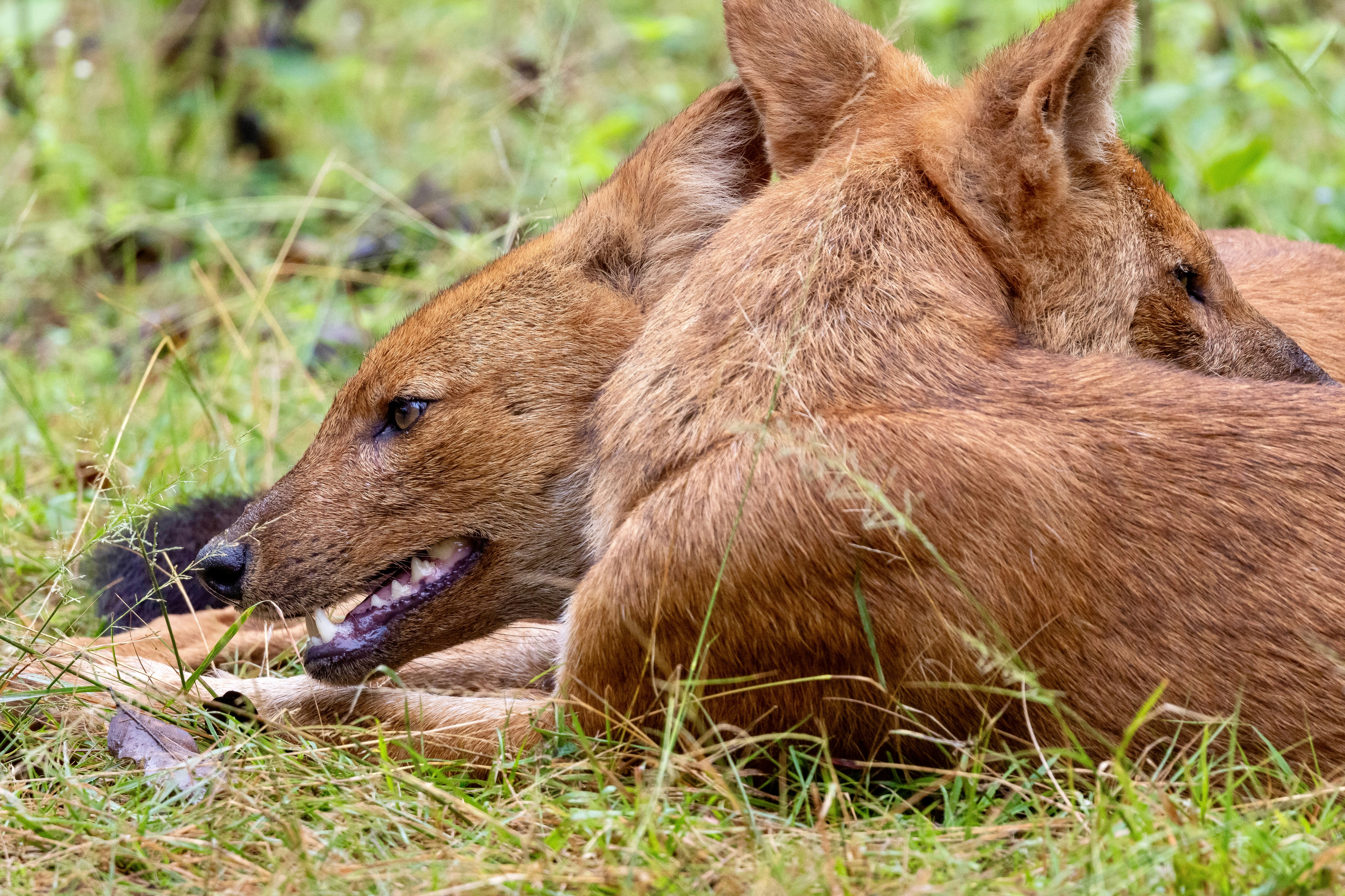 Two dholes resting in the grass