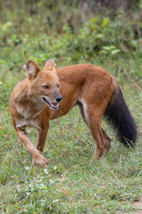 A dhole with reddish-brown fur stands in grass.