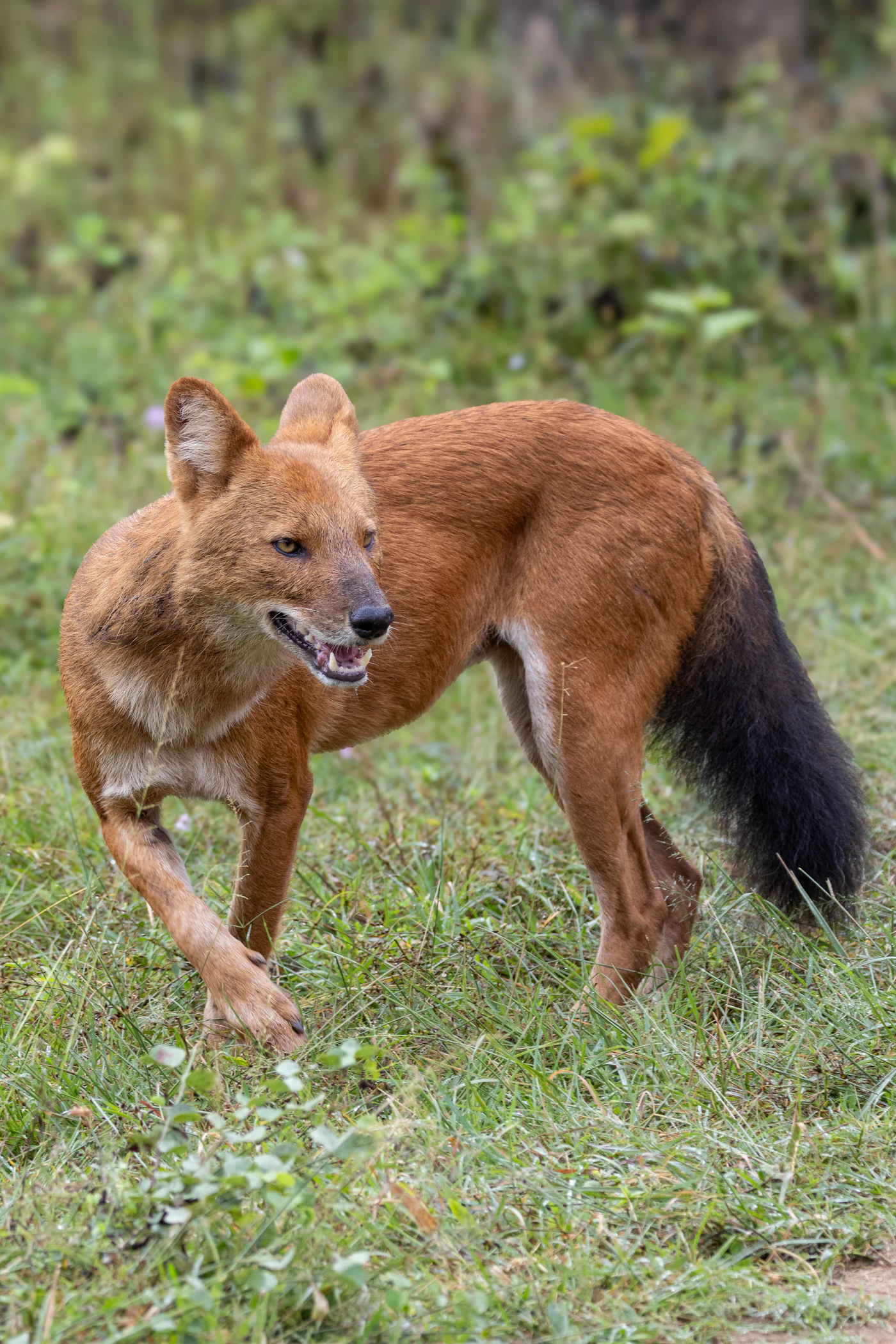 Dhole or Asiatic wild dog
