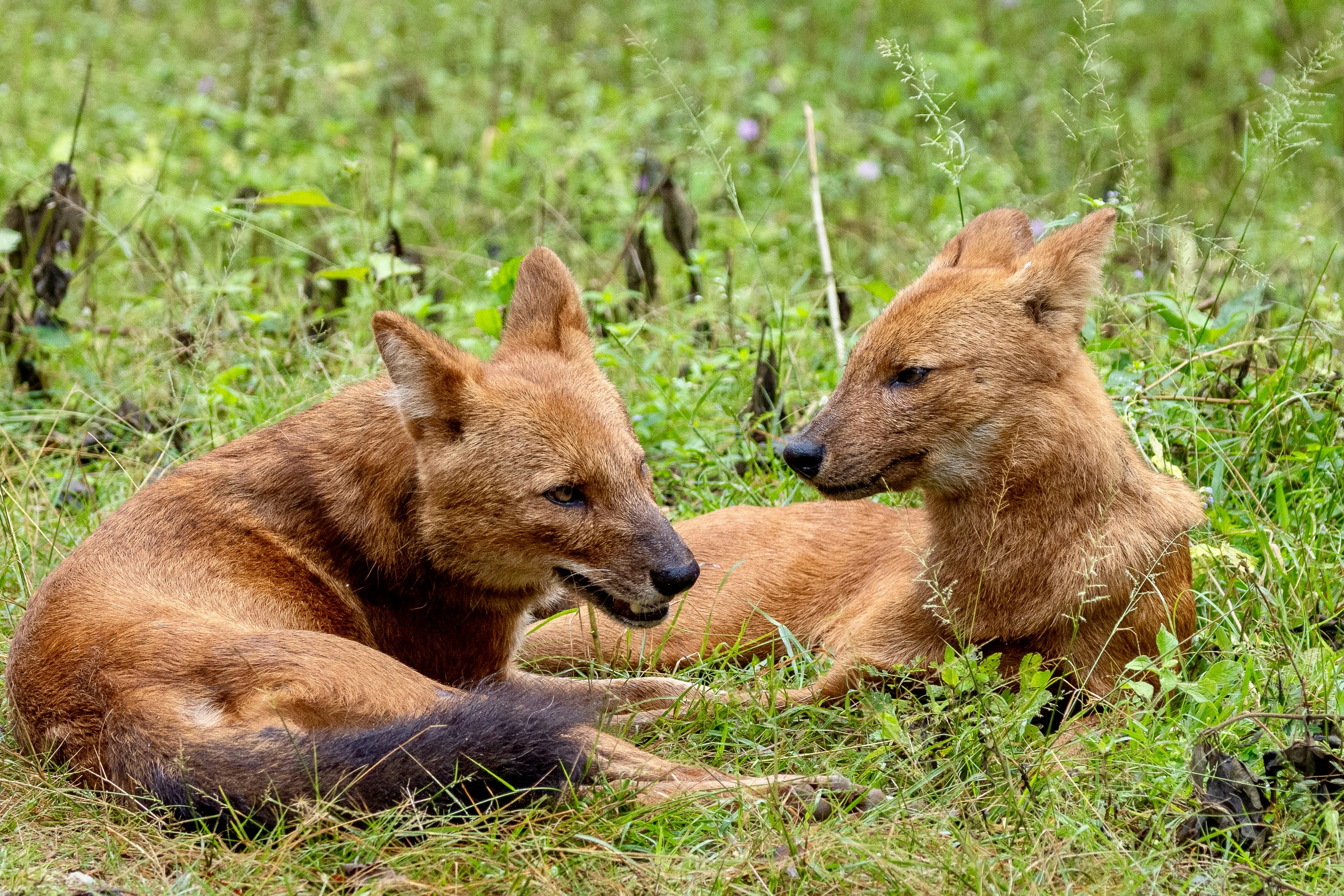 Two dholes resting in grassy field