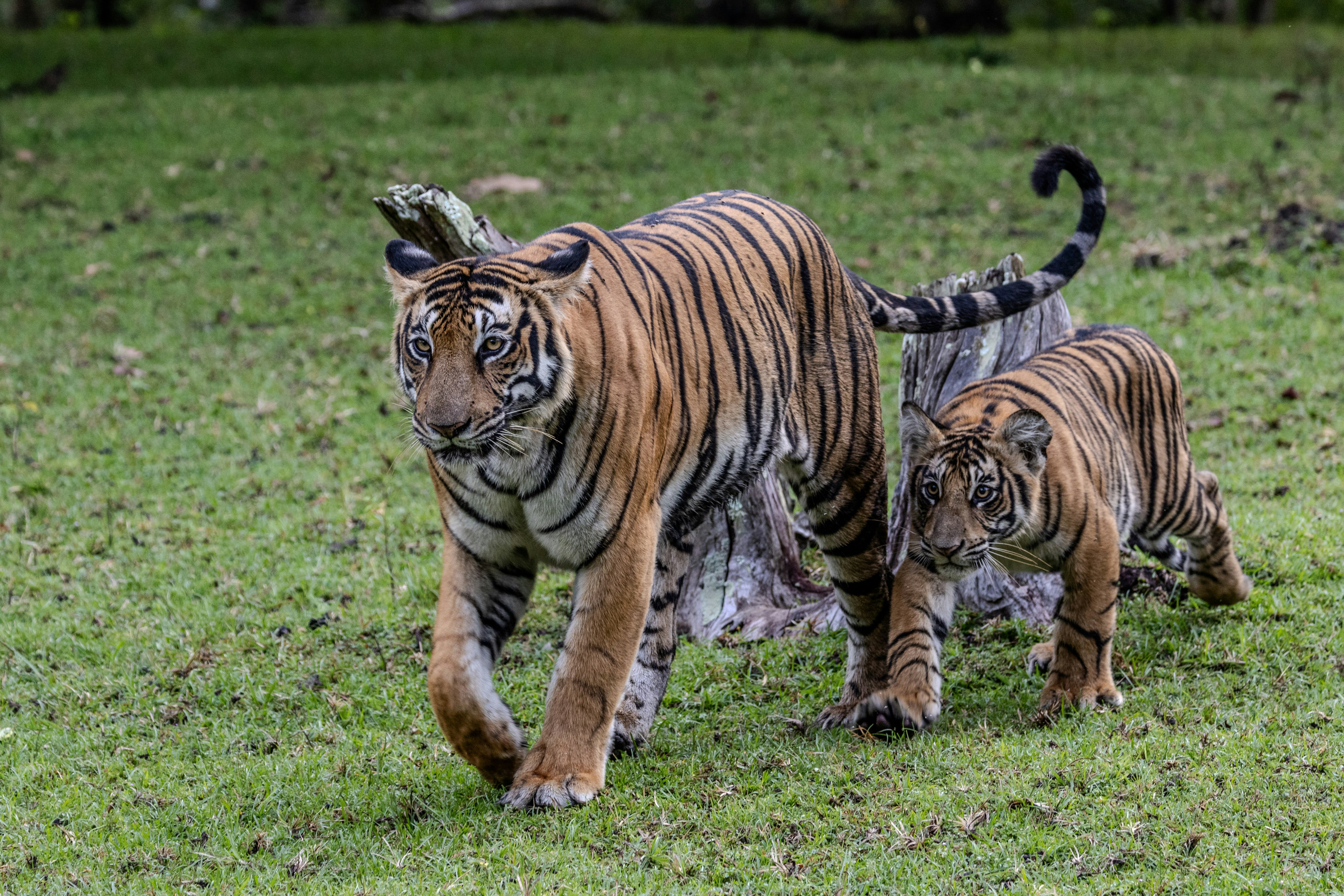 Mother tiger and cub walking in grassy field