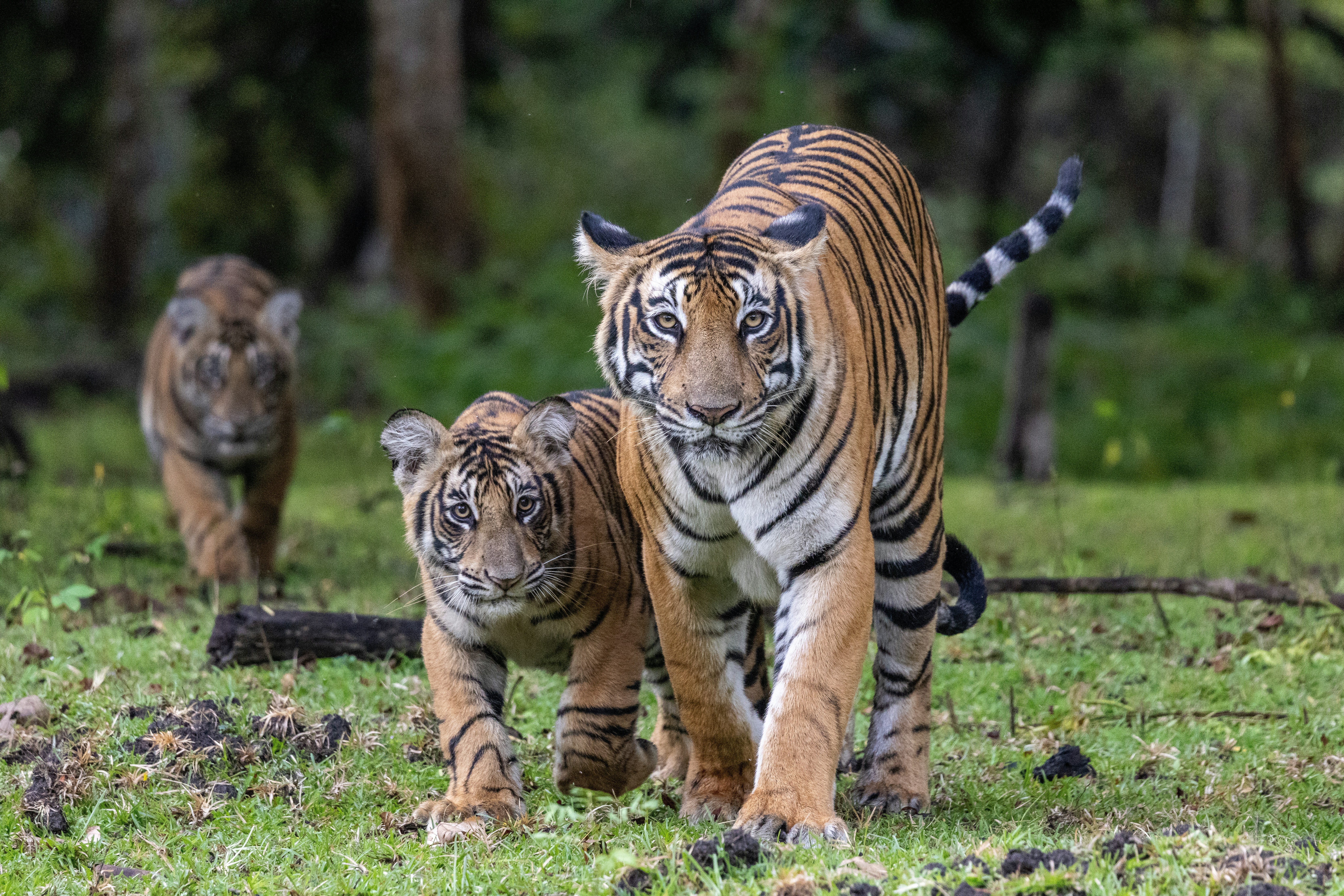 Tigers walk through a grassy forest clearing.