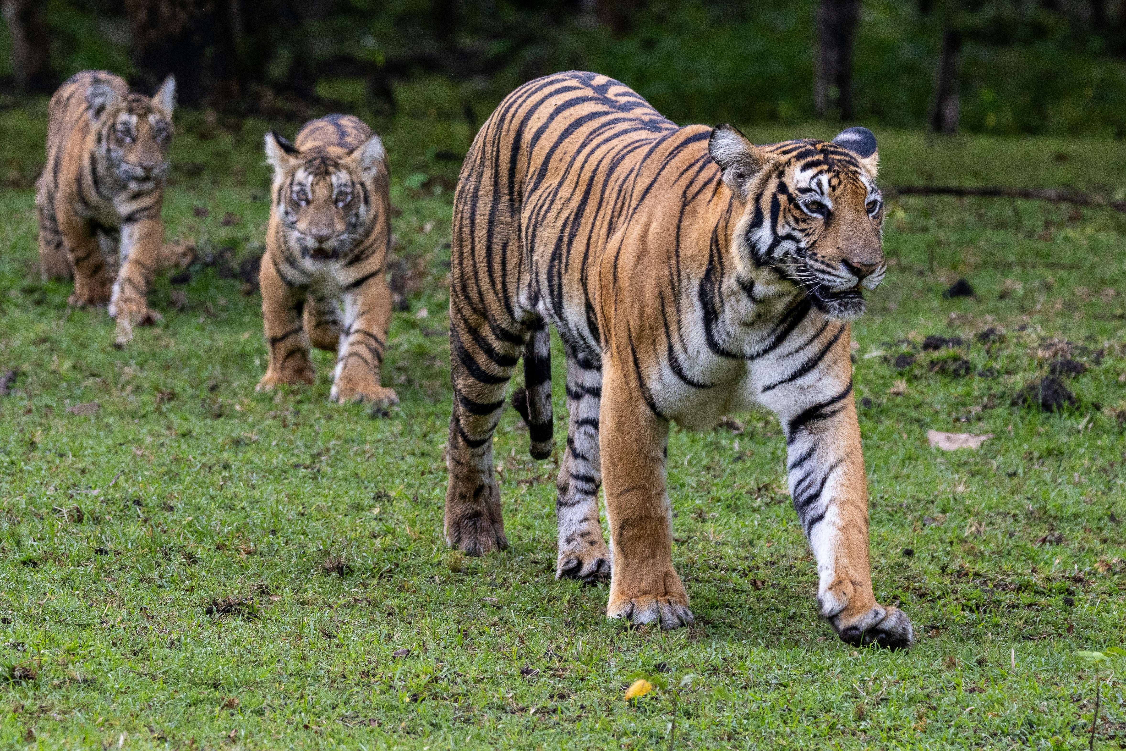 Tiger mother and two cubs walking in green grass.