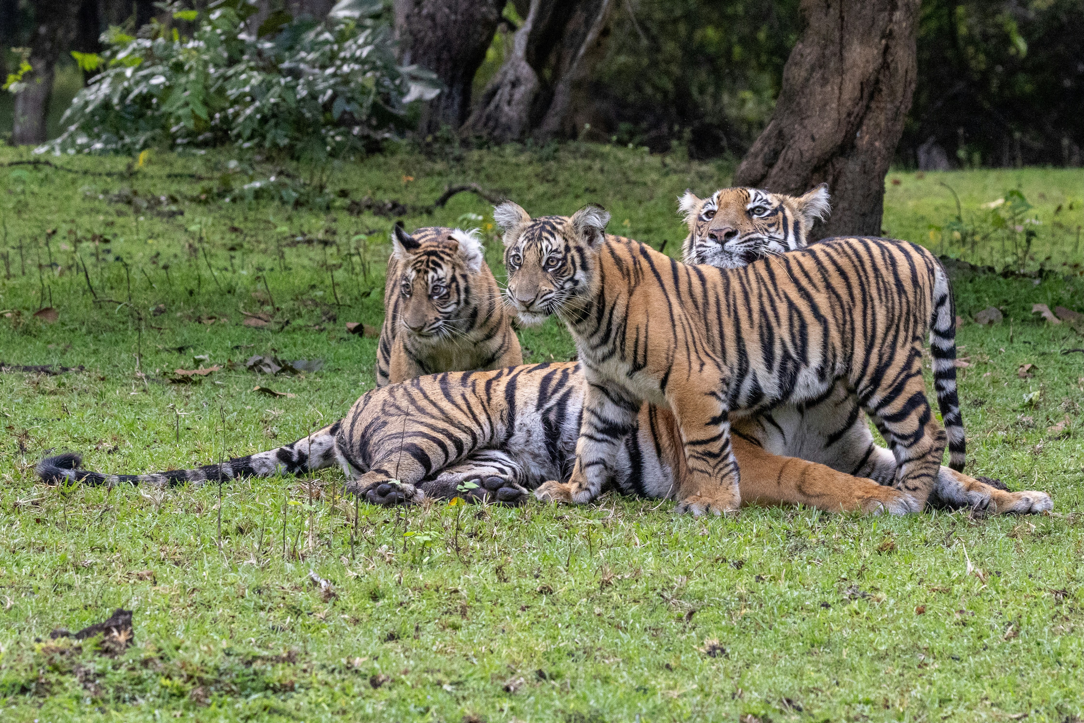 A family of tigers resting together on grassy ground.