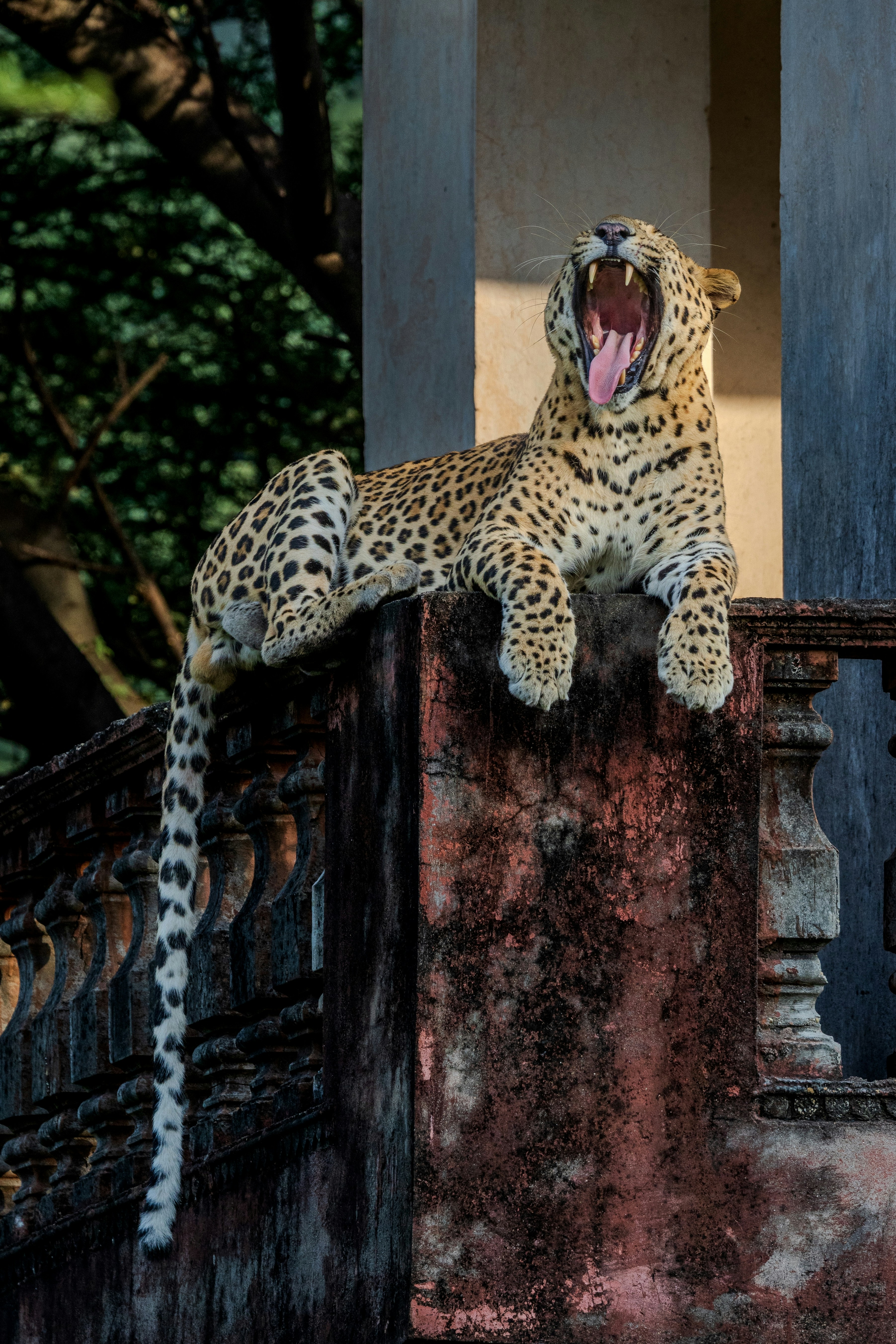 Leopard yawning on a weathered stone structure