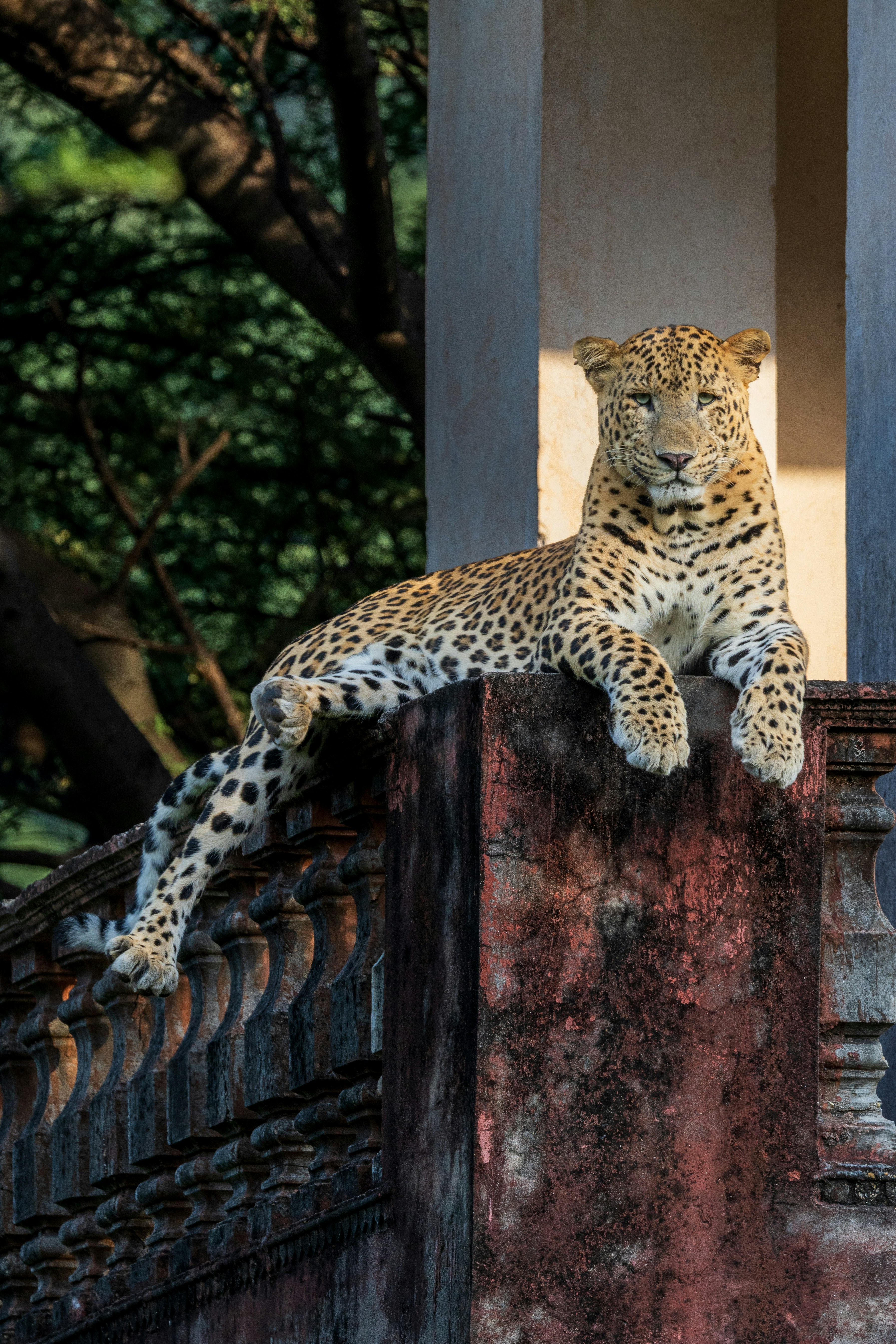 A leopard rests on a weathered stone ledge.