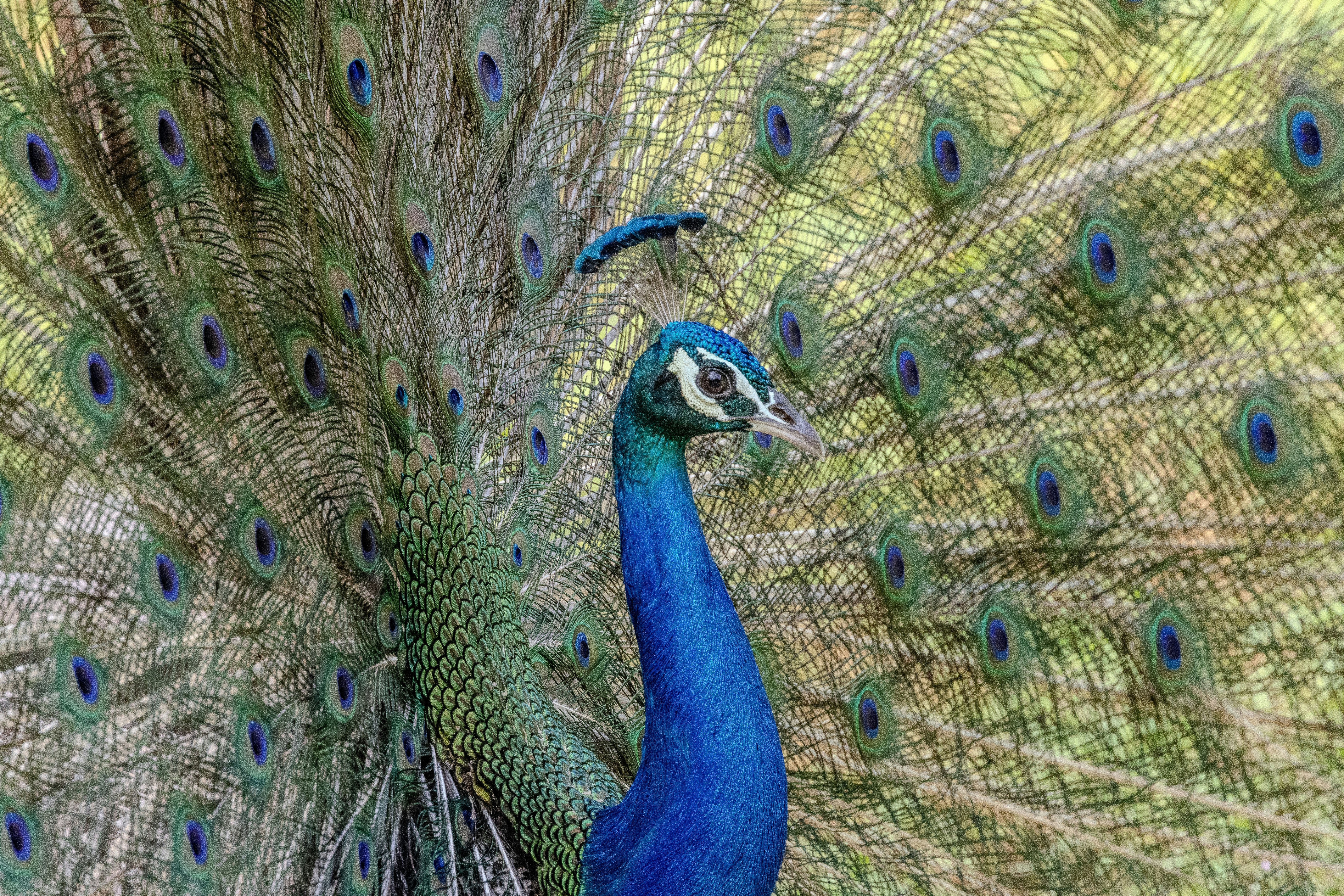 A peacock displays its vibrant fanned tail feathers.