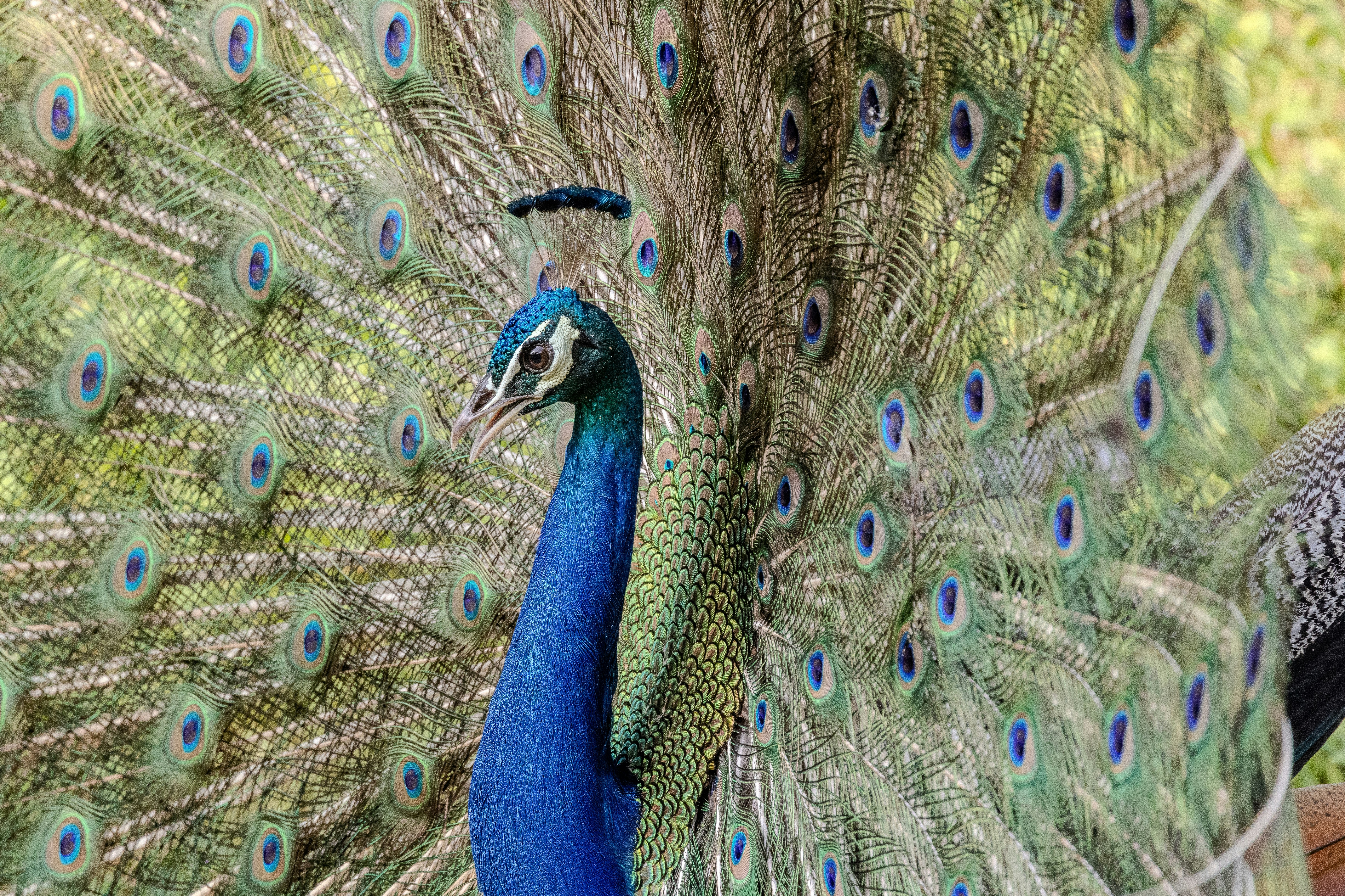 A peacock displays its fanned tail feathers