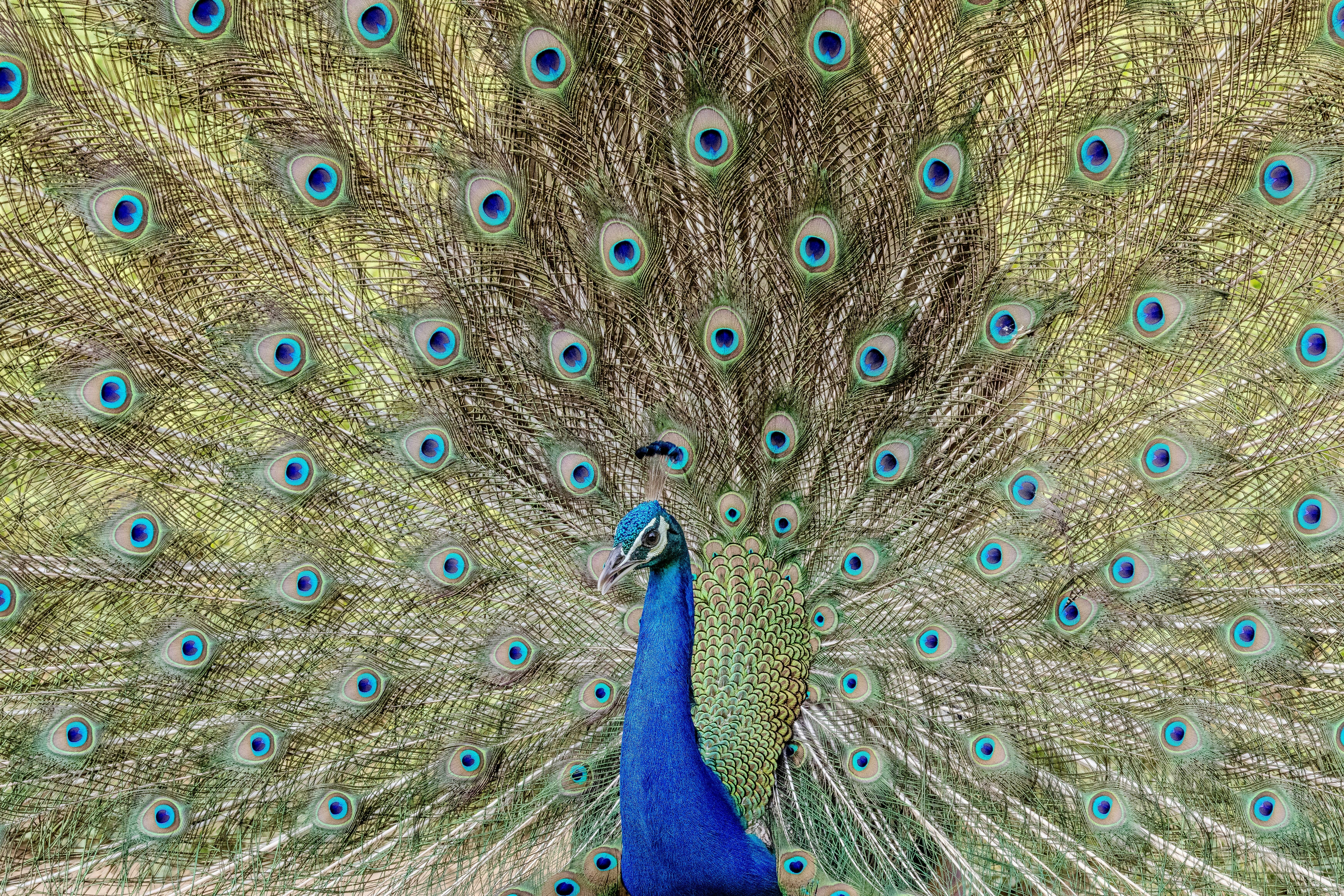 Peacock displaying its vibrant, fanned tail feathers
