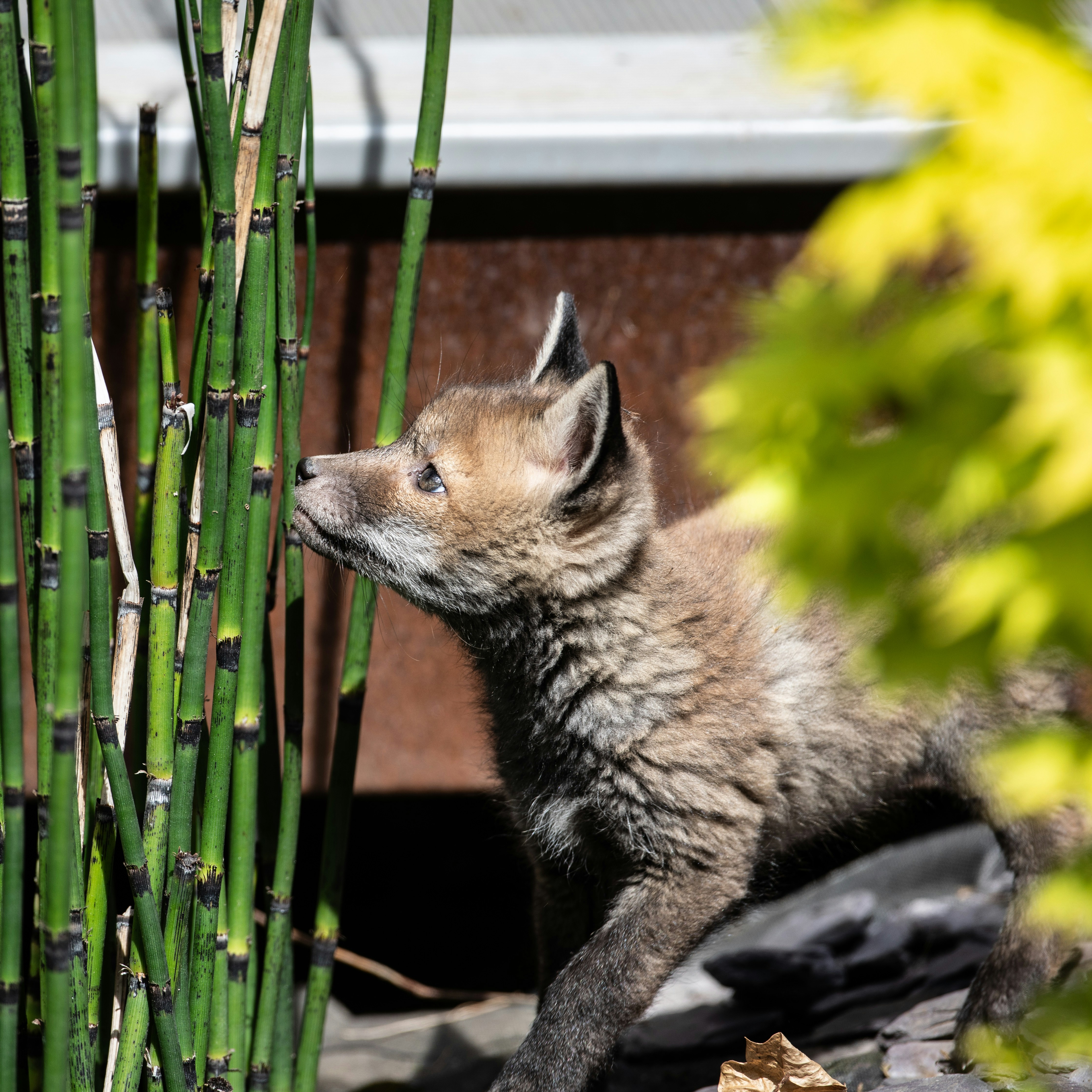A young fox peeks through tall green reeds.
